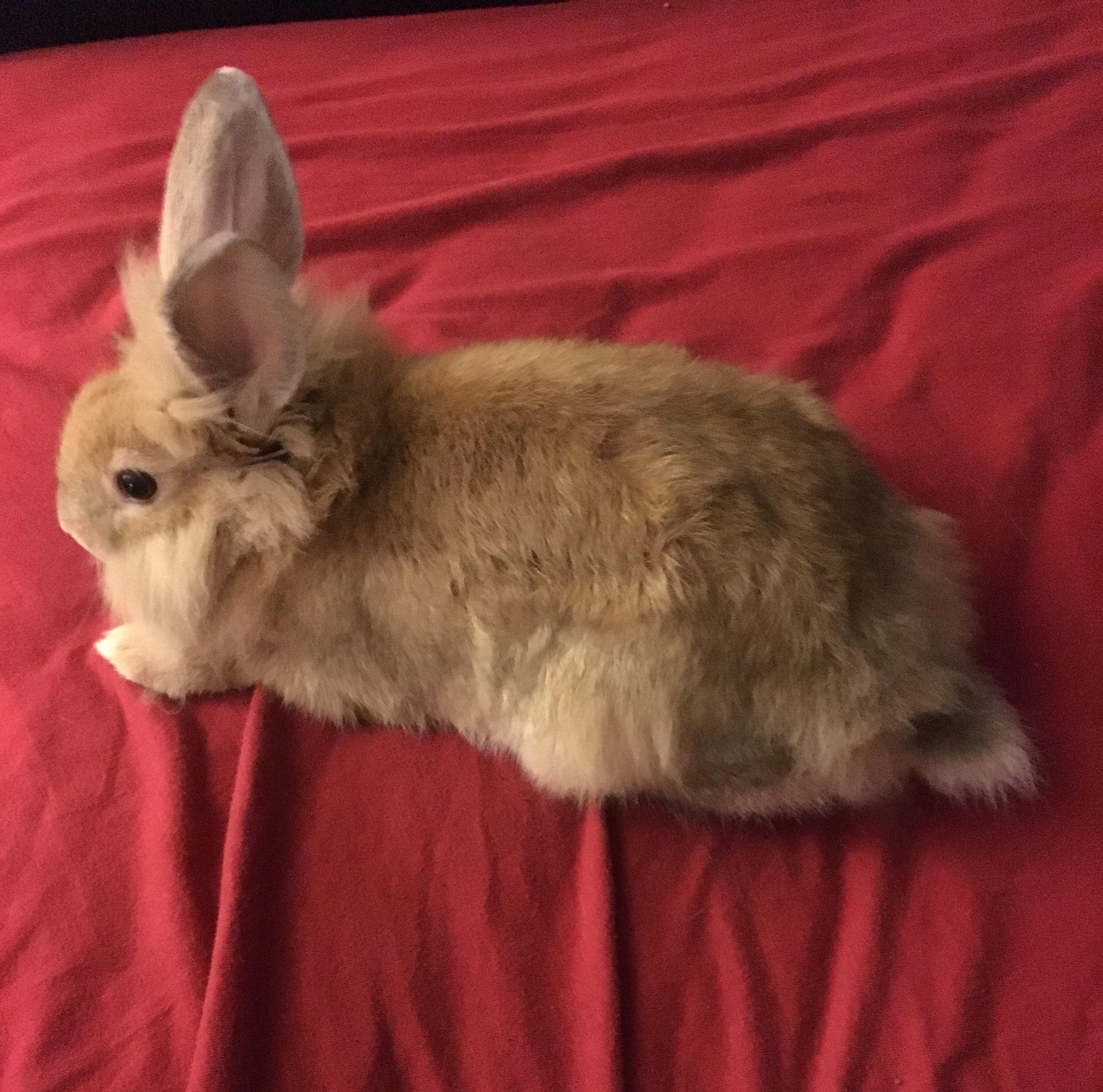 My real stuffed bunny. r/Rabbits