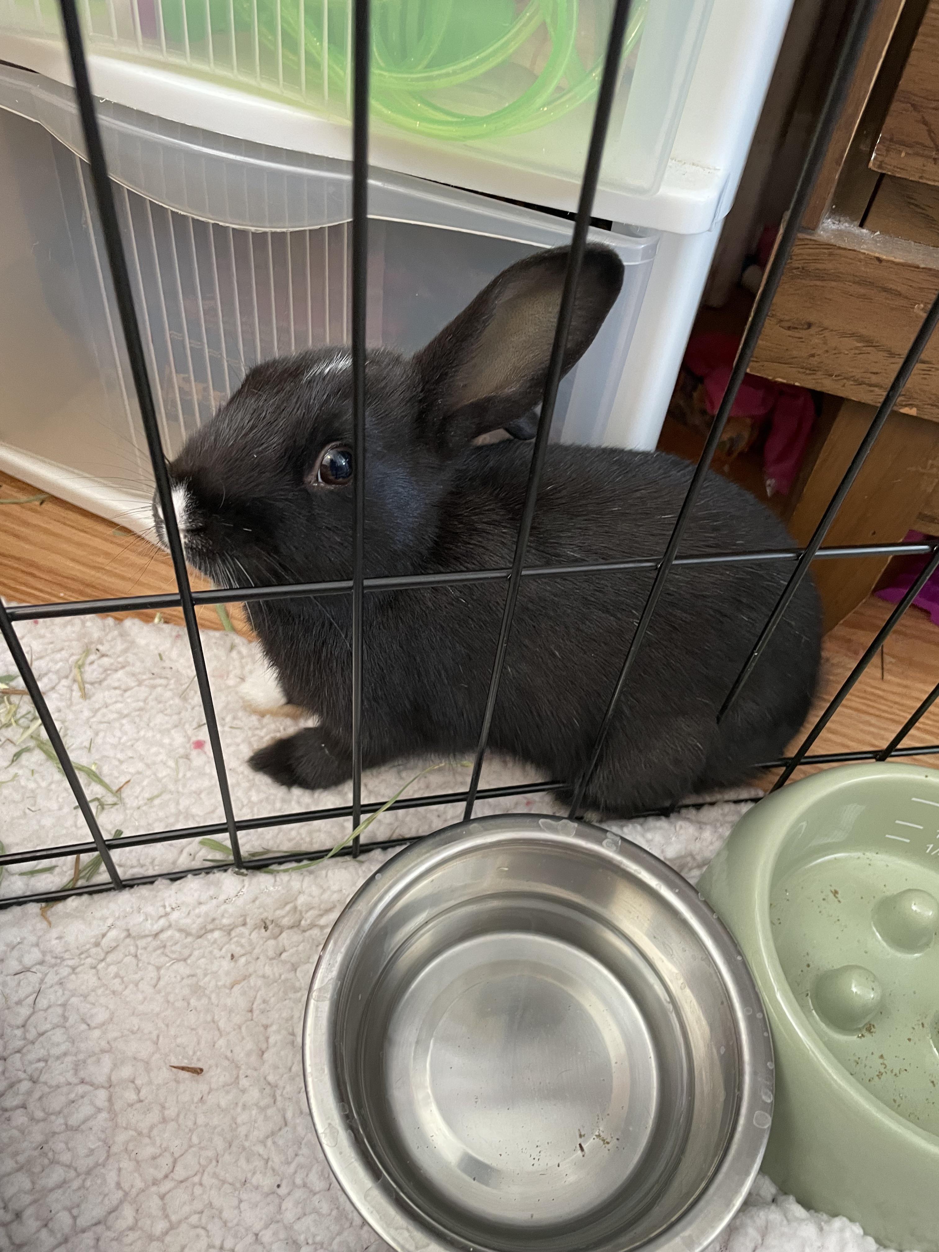 Caught in the act trying to escape bunnyquarantine! Can bunnies give puppydog eyes, because I