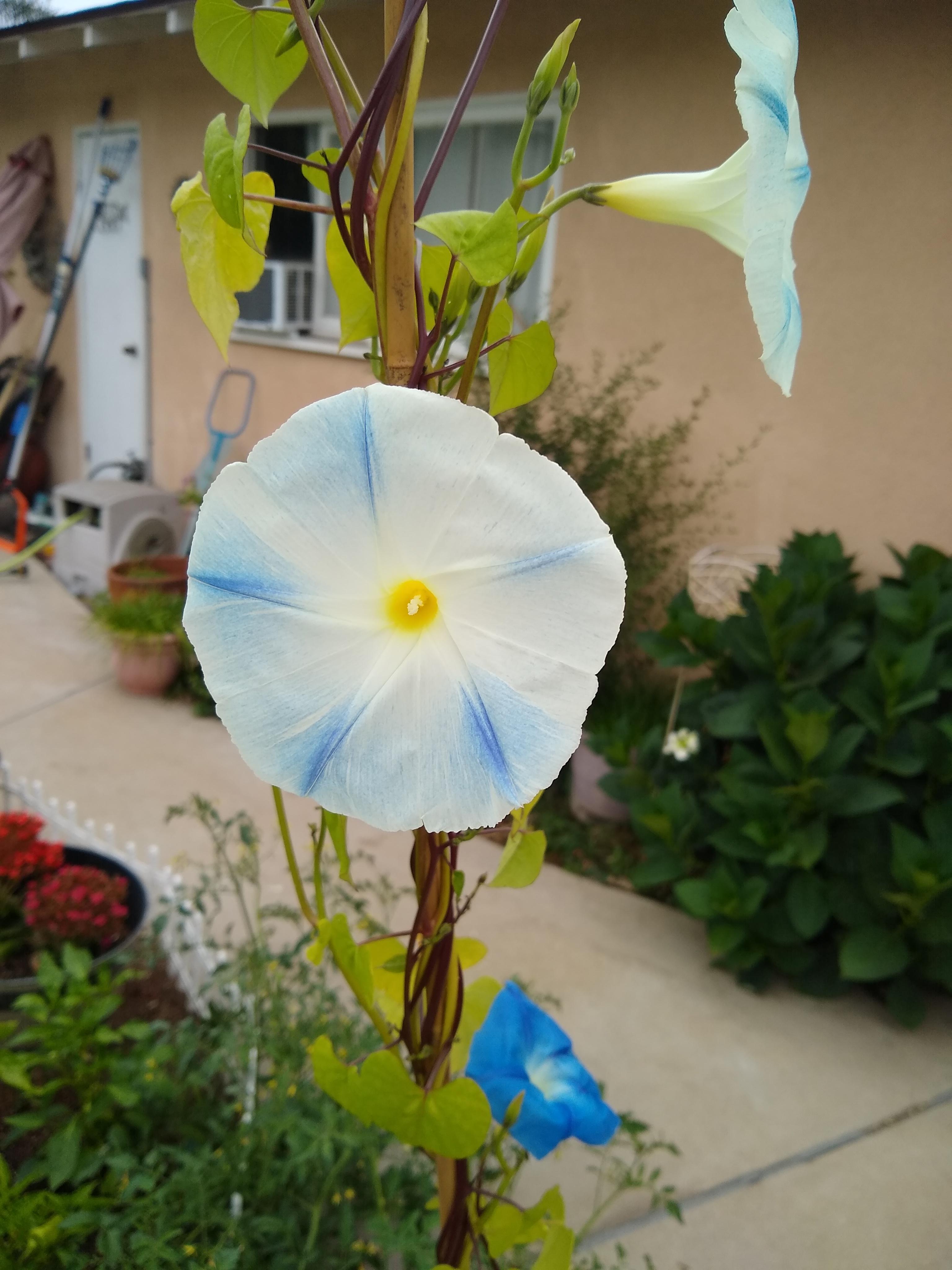 Just a simple Morning Glory bloom. r/gardening