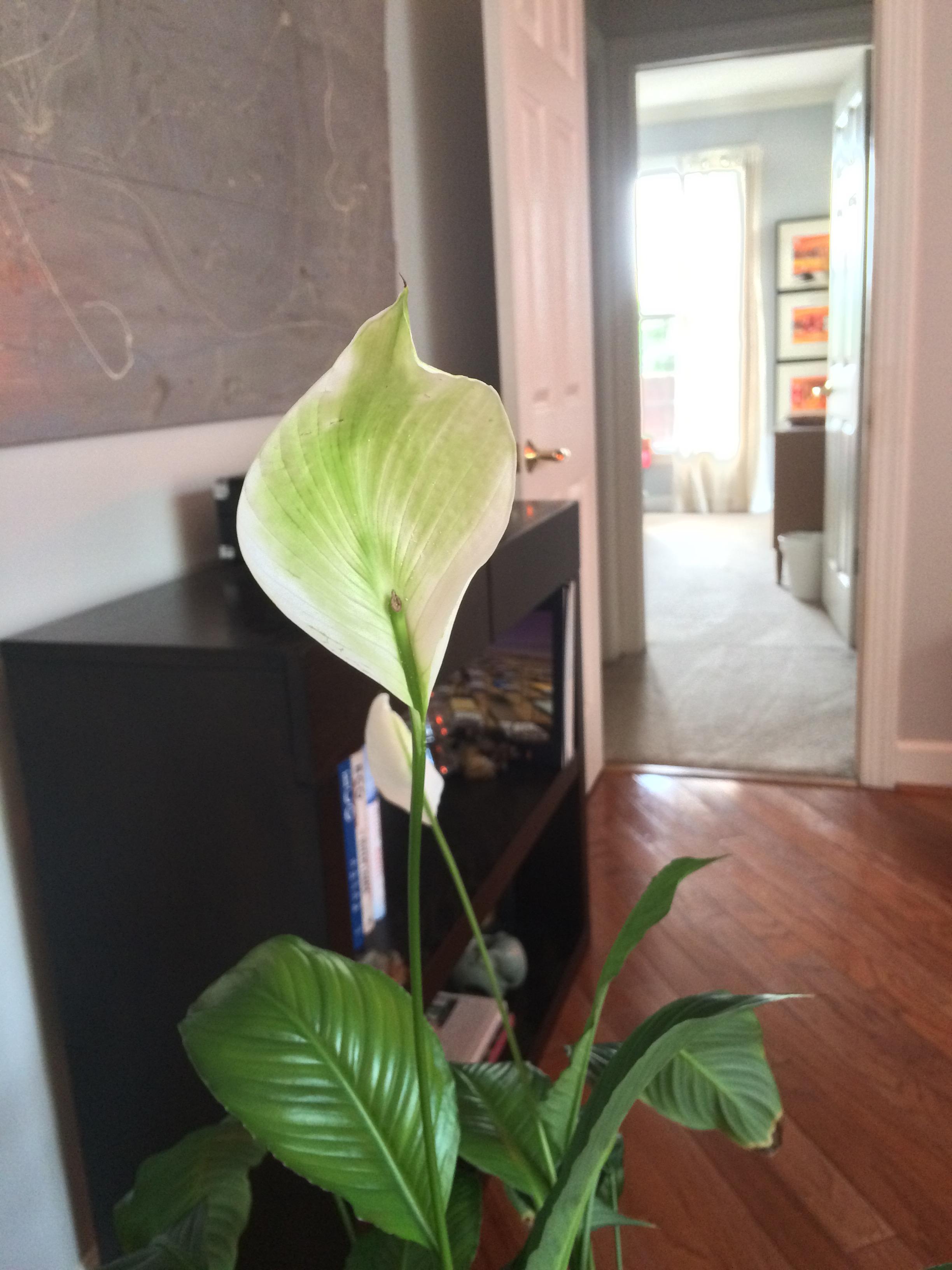 My Peace Lilly Flower is turning back to green? gardening