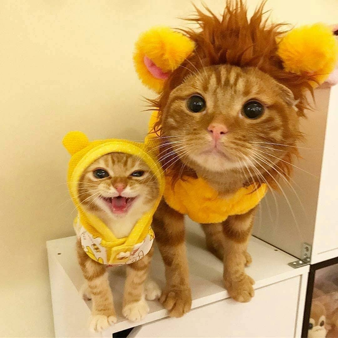 PsBattle Two cats in costume