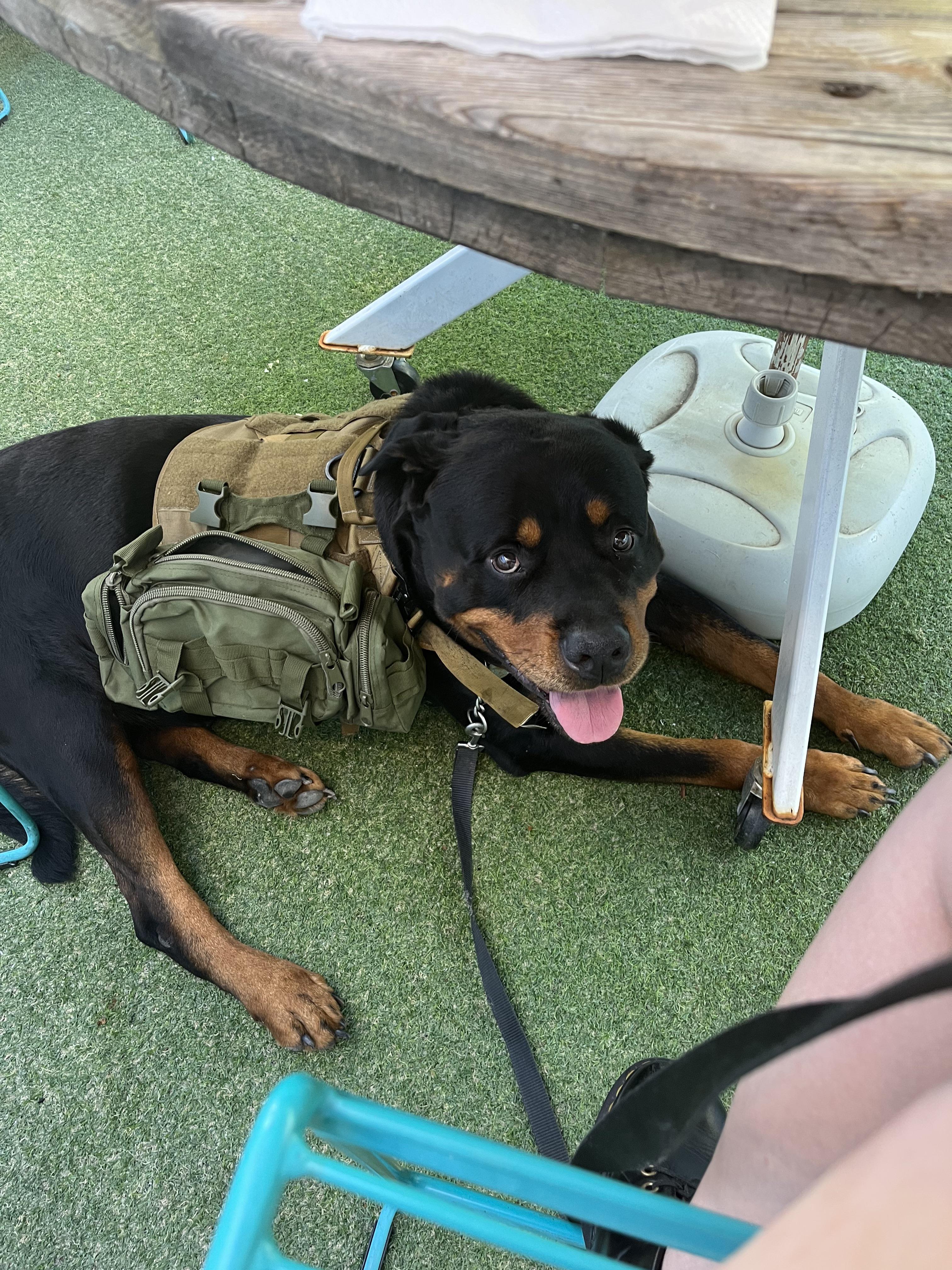 Who needs a purse when you have a rottie with a tactical vest? r/Rottweiler