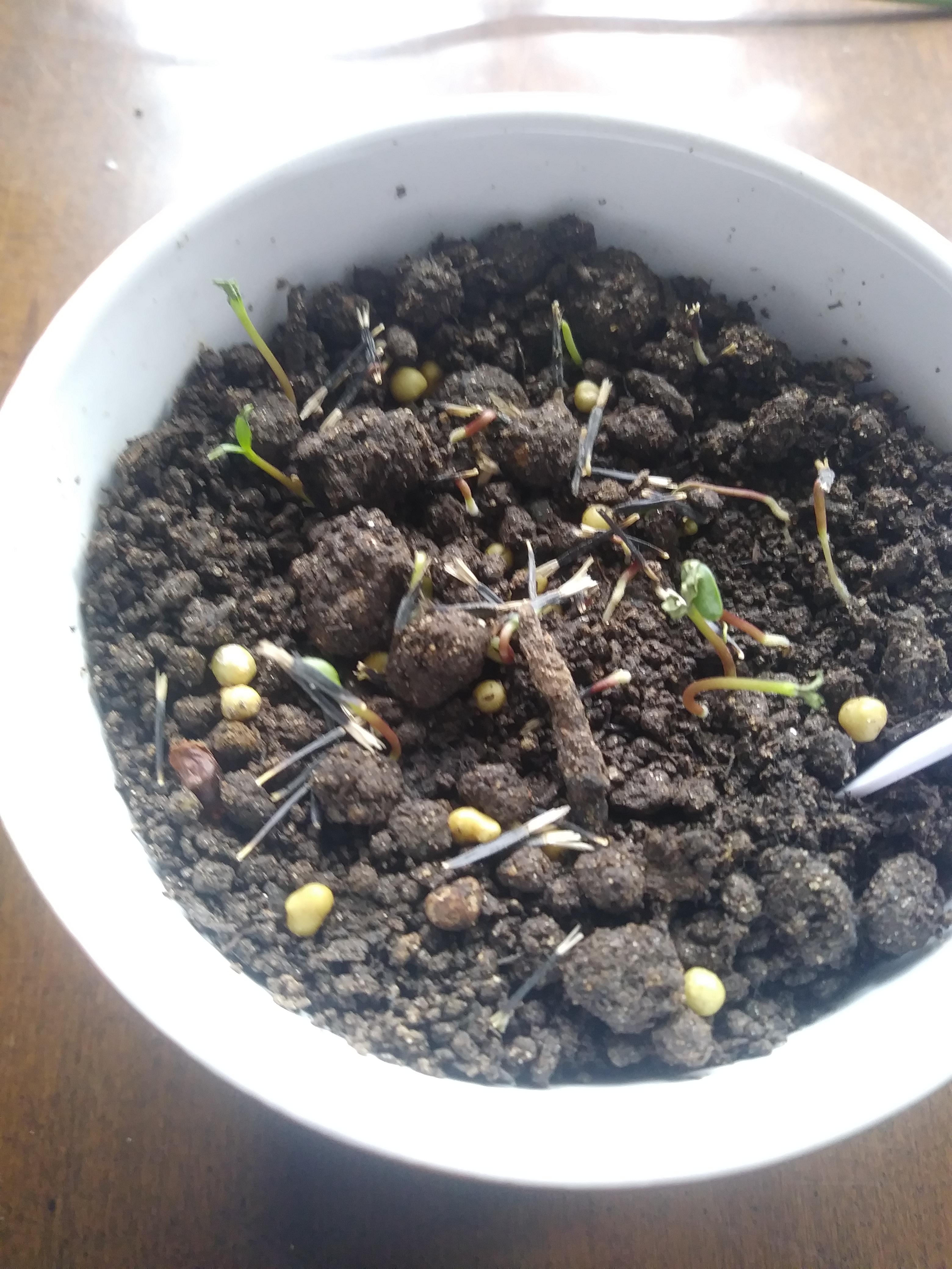 Why are my marigolds shriveled up? I water them every Saturday, I just