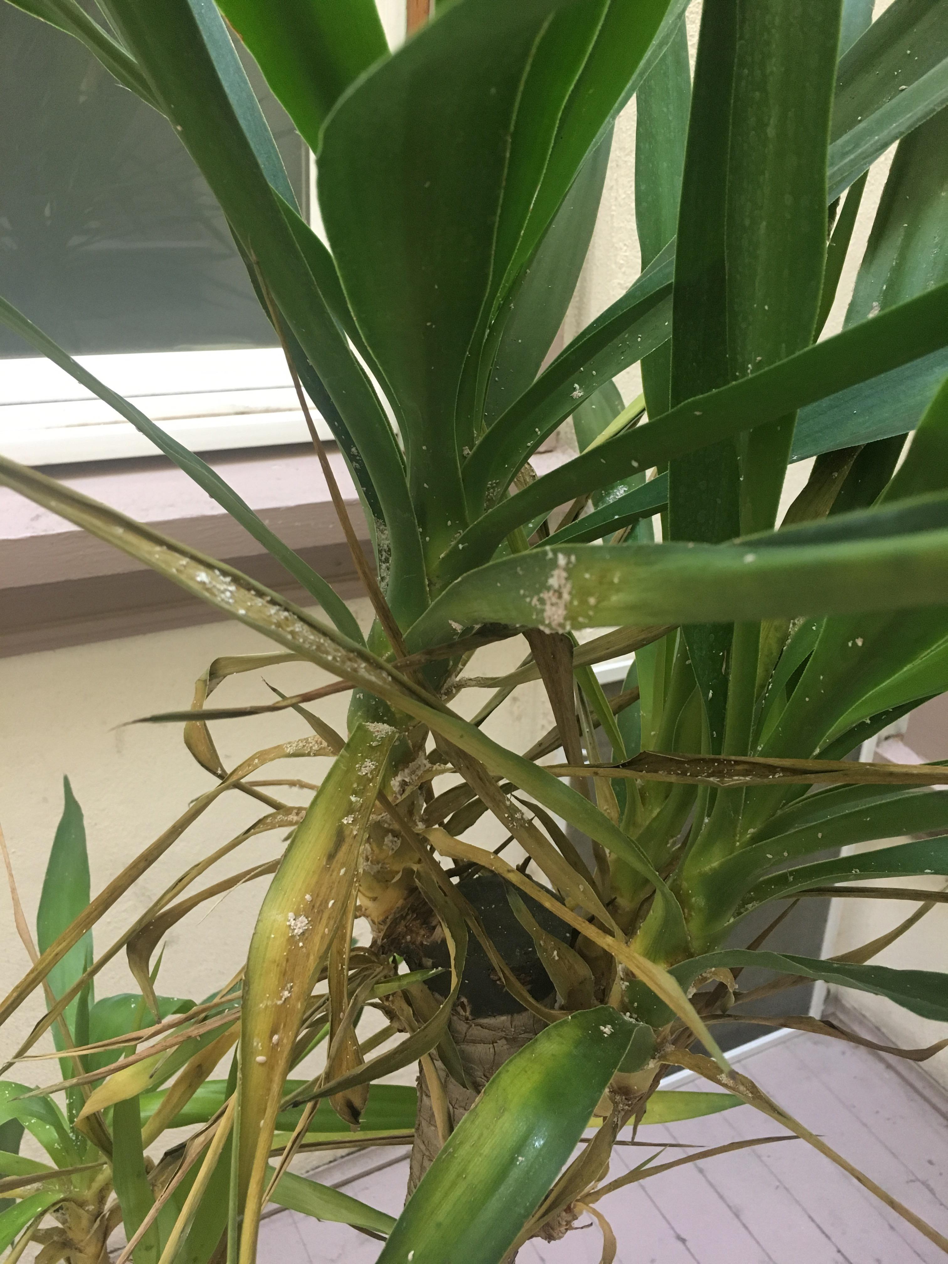 Glad I kept this ikea yucca isolated! RIP r/houseplants