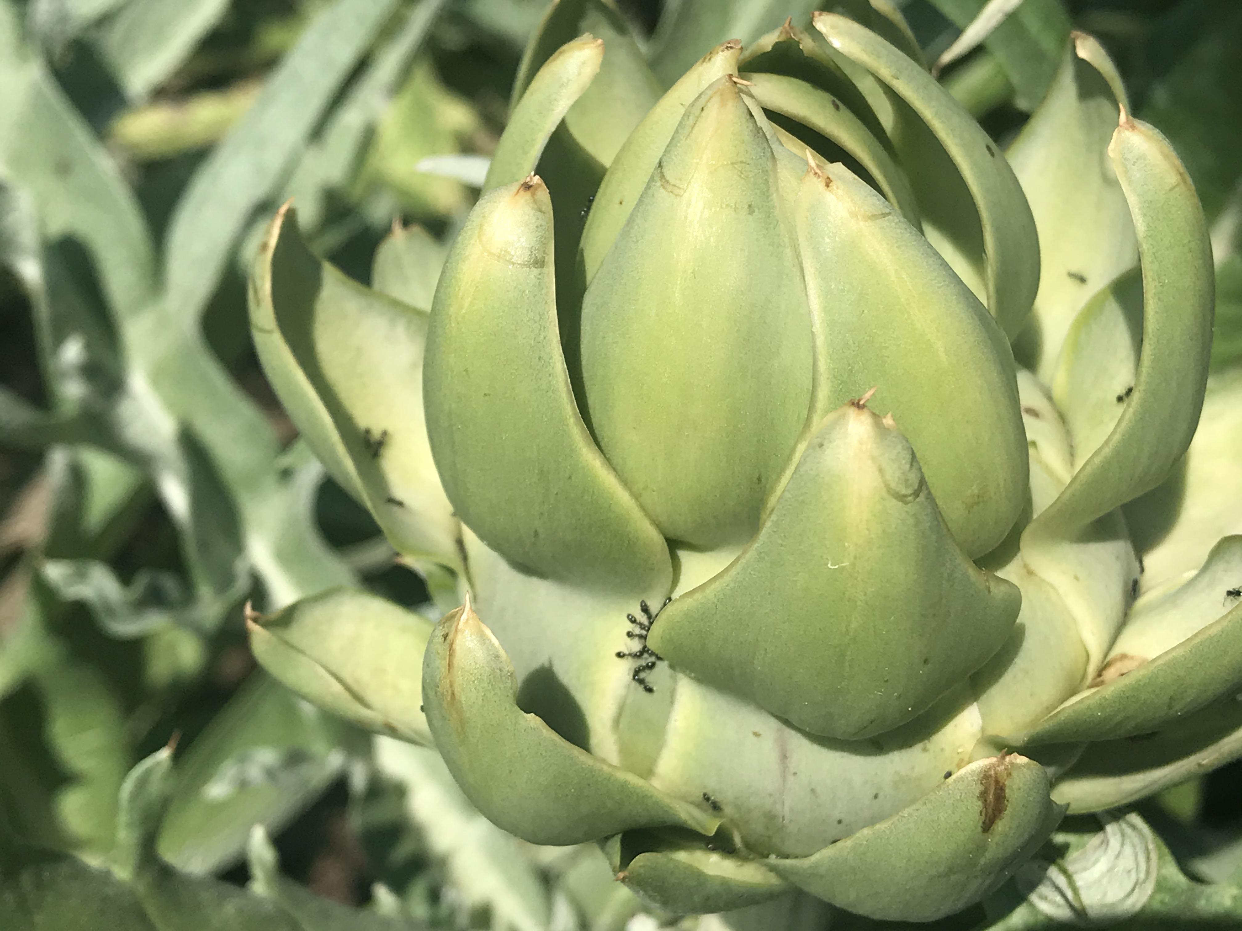 Looks like there are ants on my artichokes / what can I do to save the