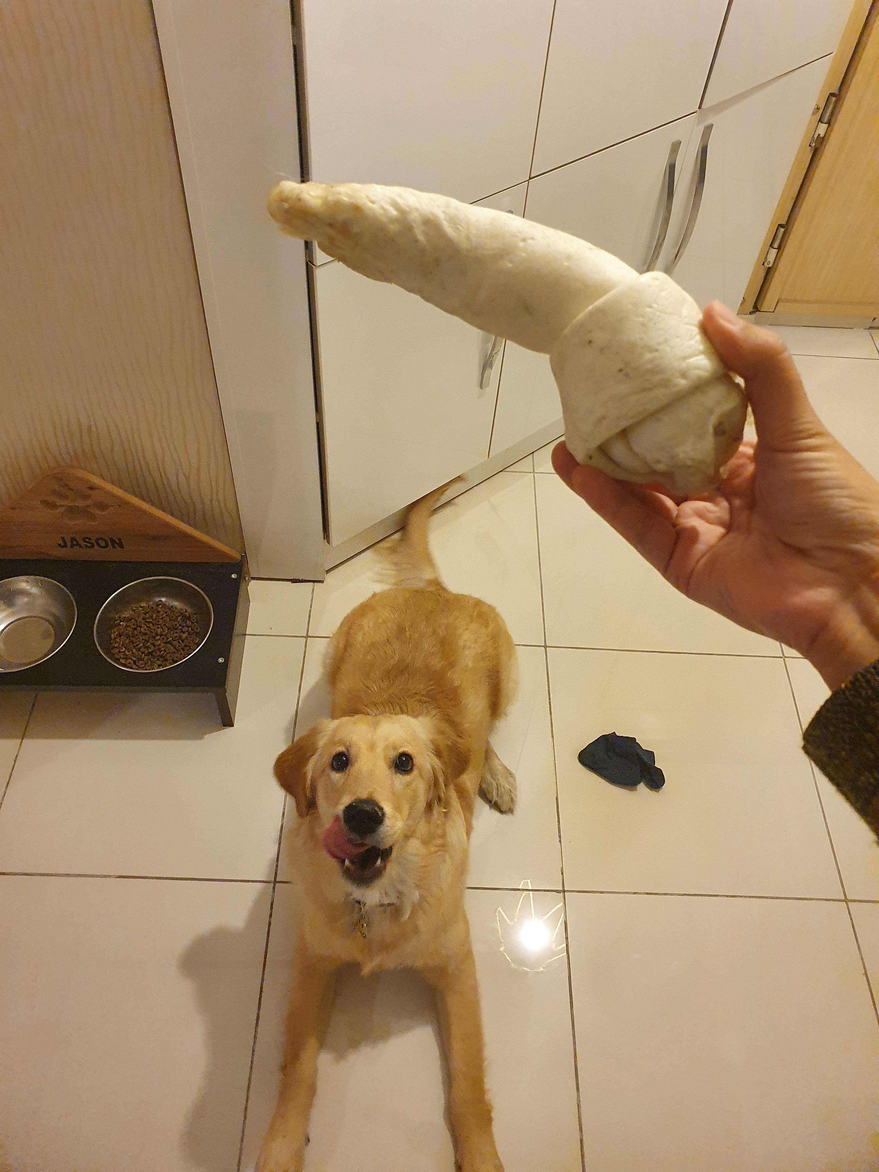 My dog made a boner out of a bone r/WhatsWrongWithYourDog