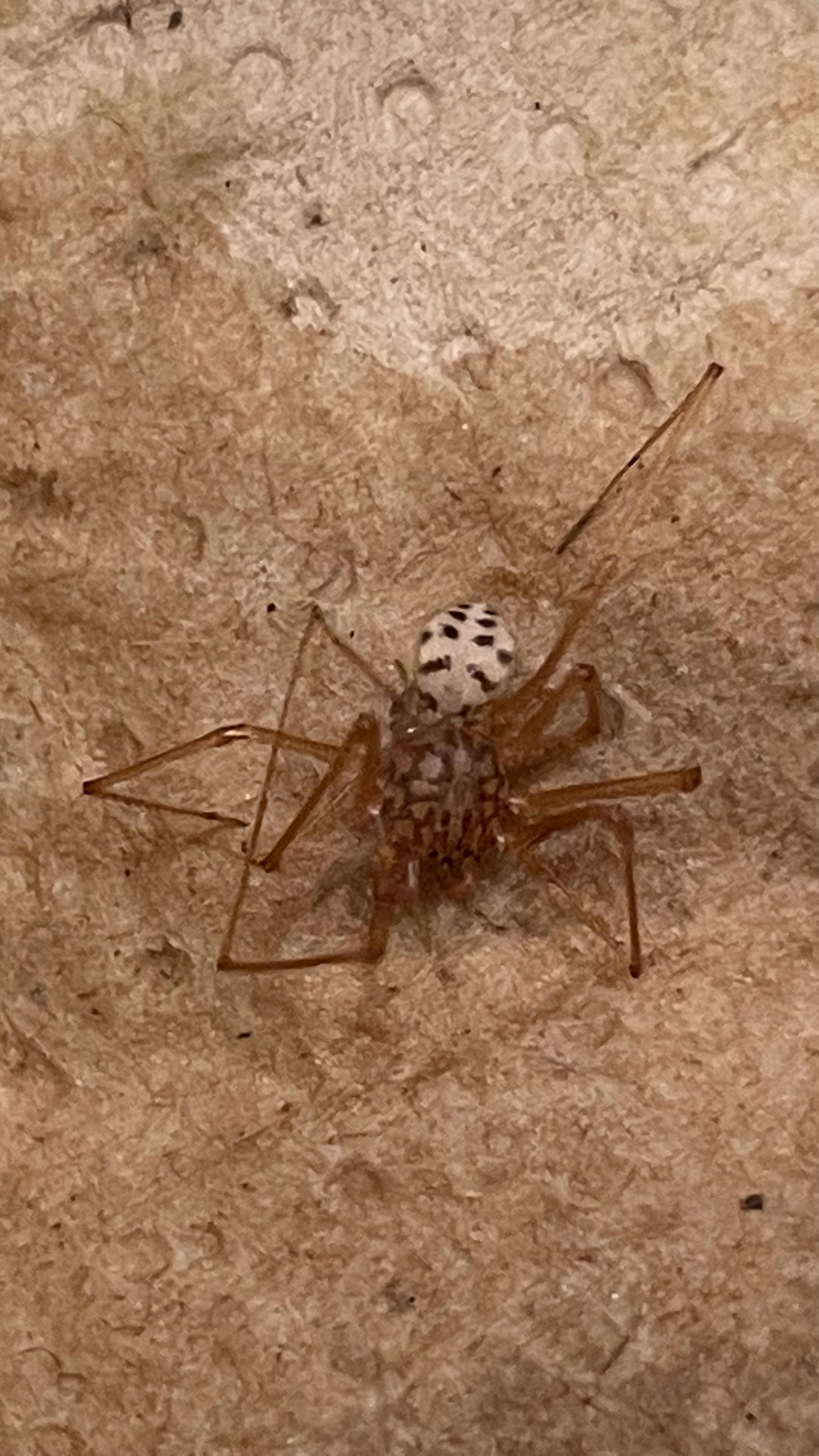 Brown spider with white abdomen and black dots. Dallas, Texas. What is