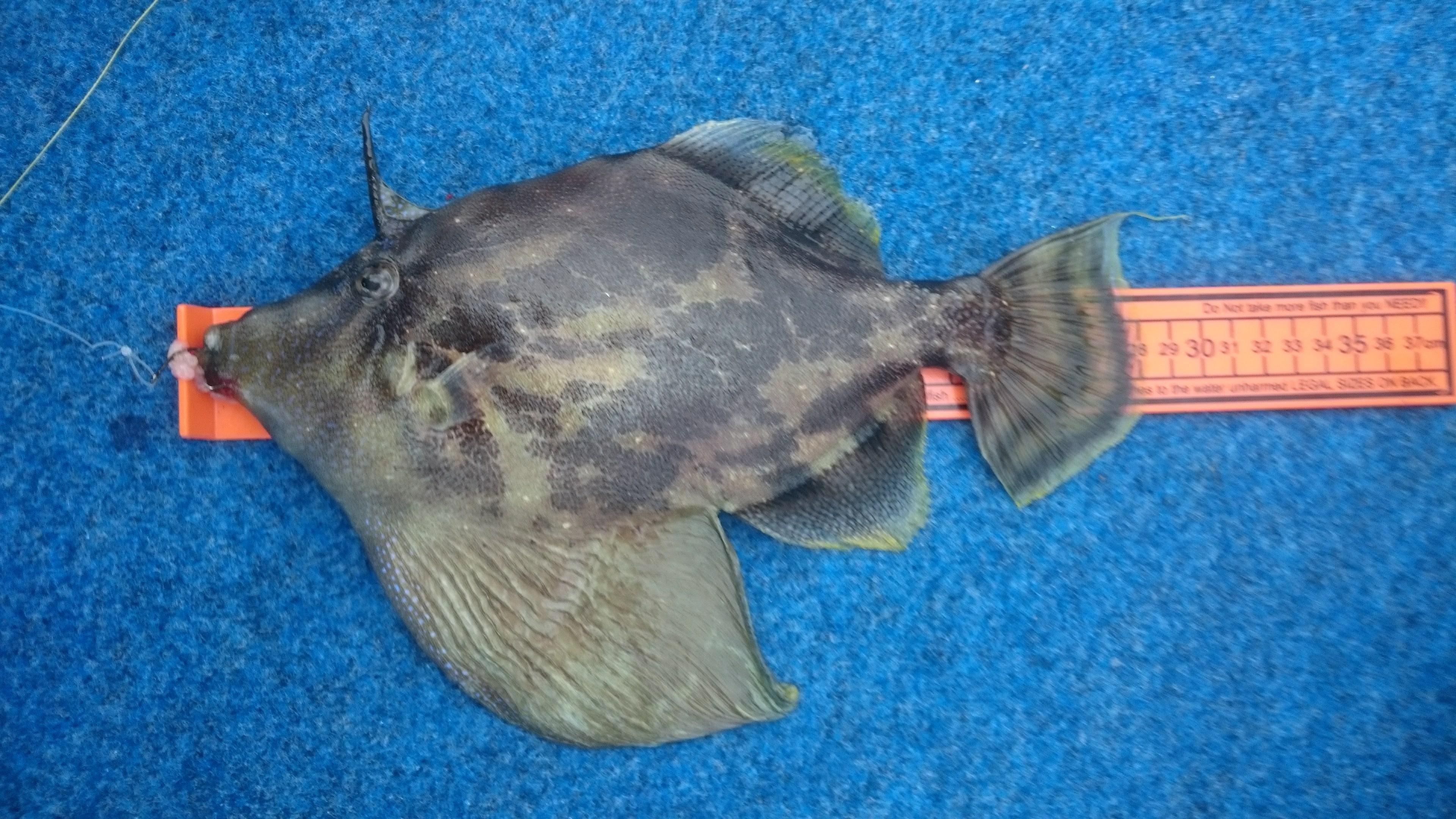 First time catching one of these wild looking fish (fanbellied