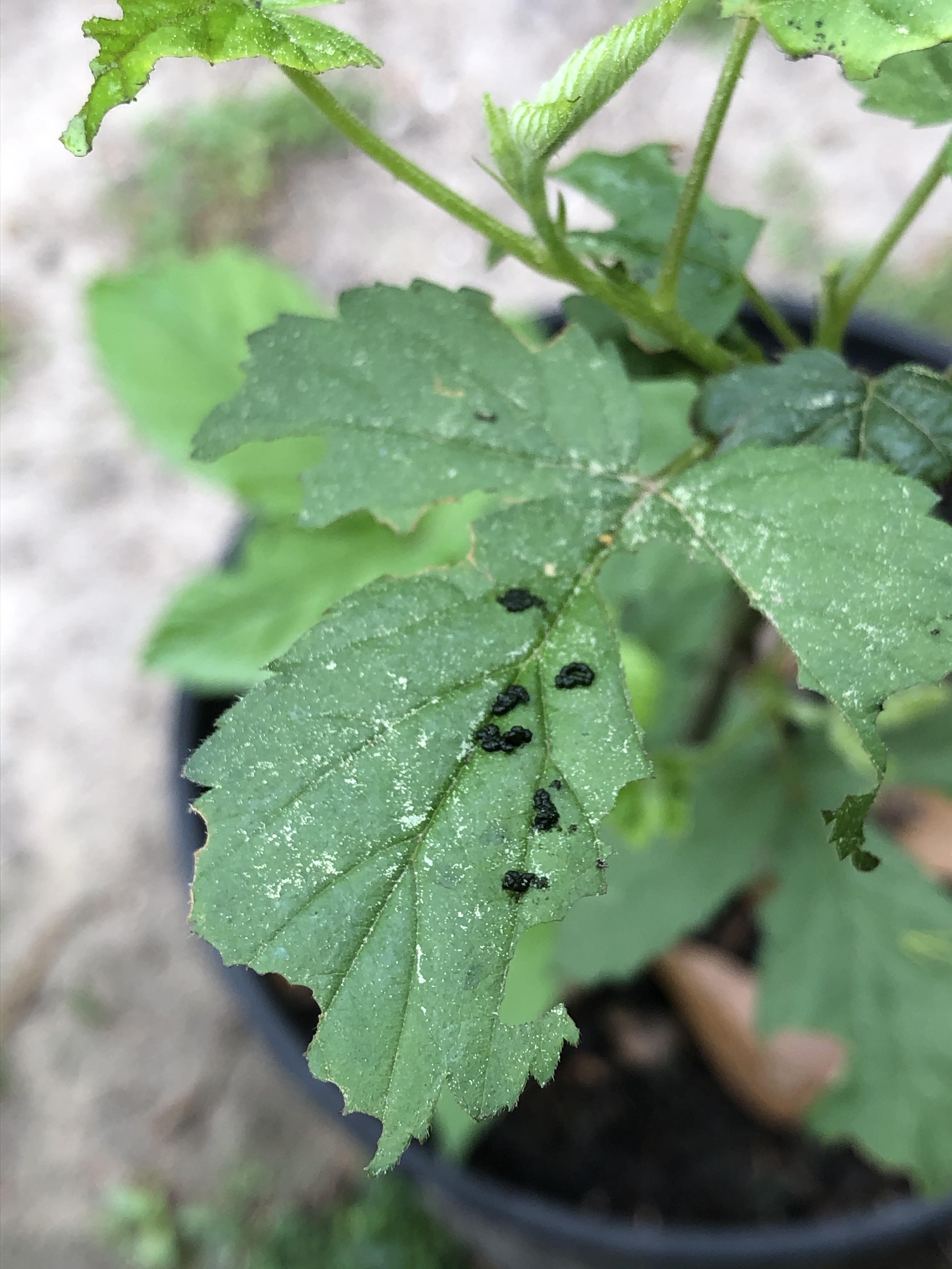 What’s eating my blackberry leaves? r/gardening