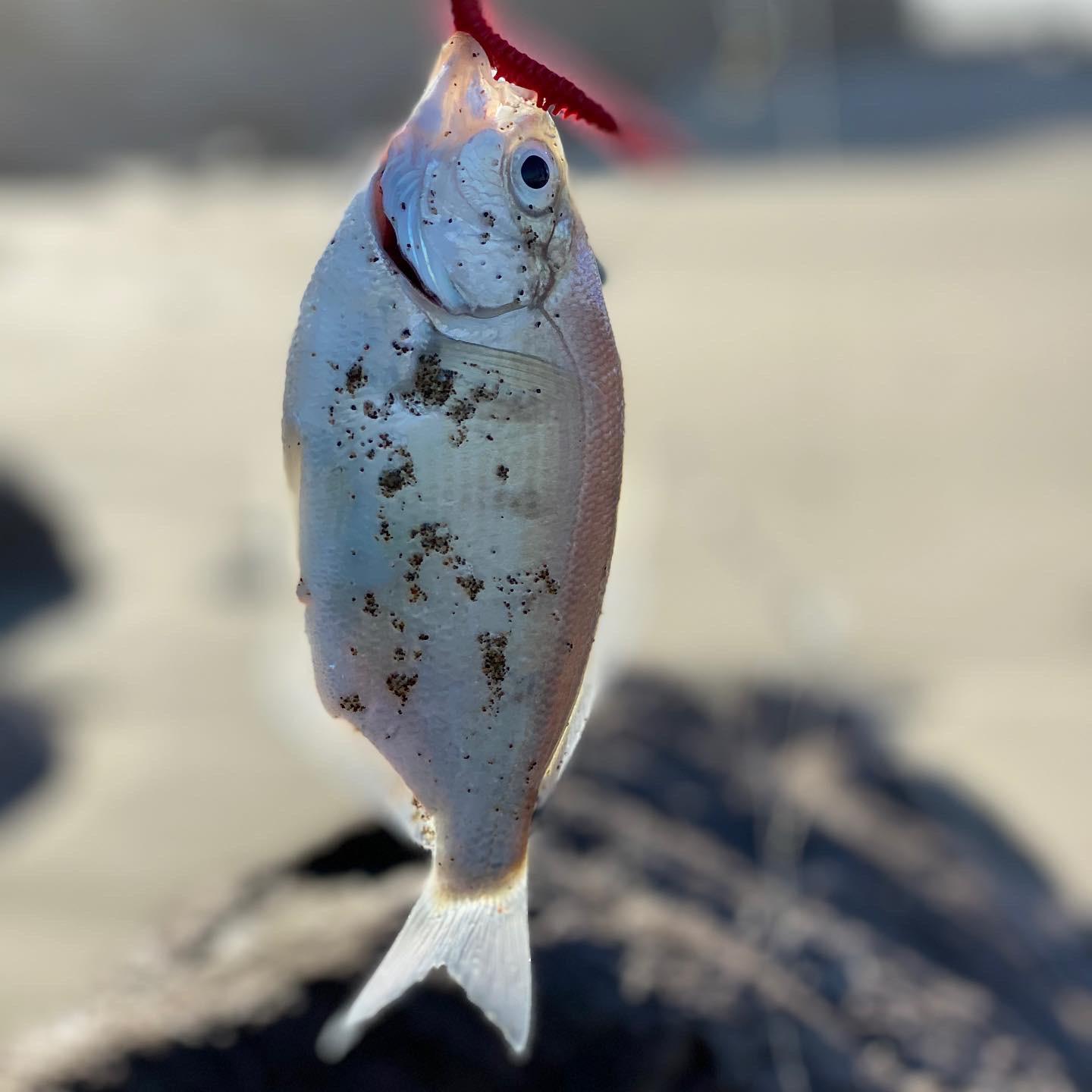 Silver surf perch from Salmon Creek beach in Sonoma CA r/Fishing