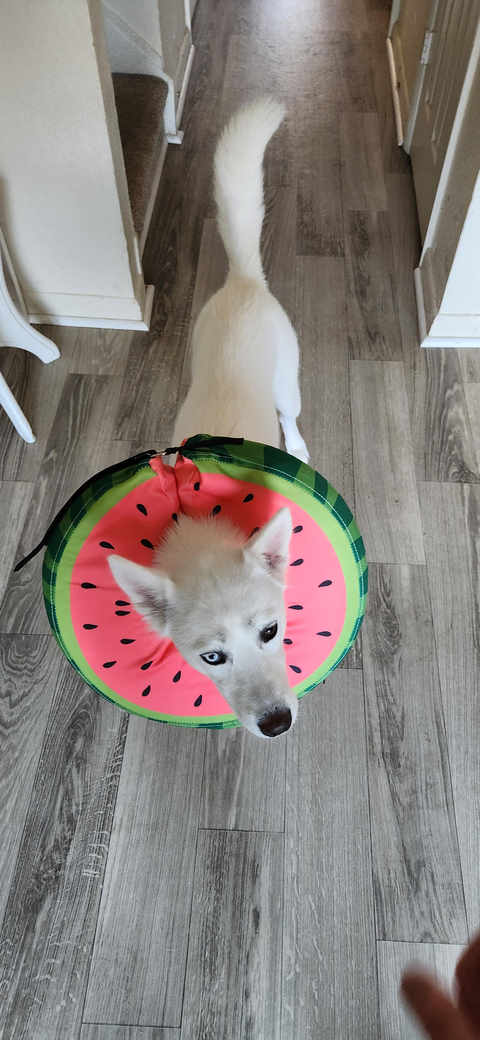 she kept scratching her ear and making it bleed.... got something