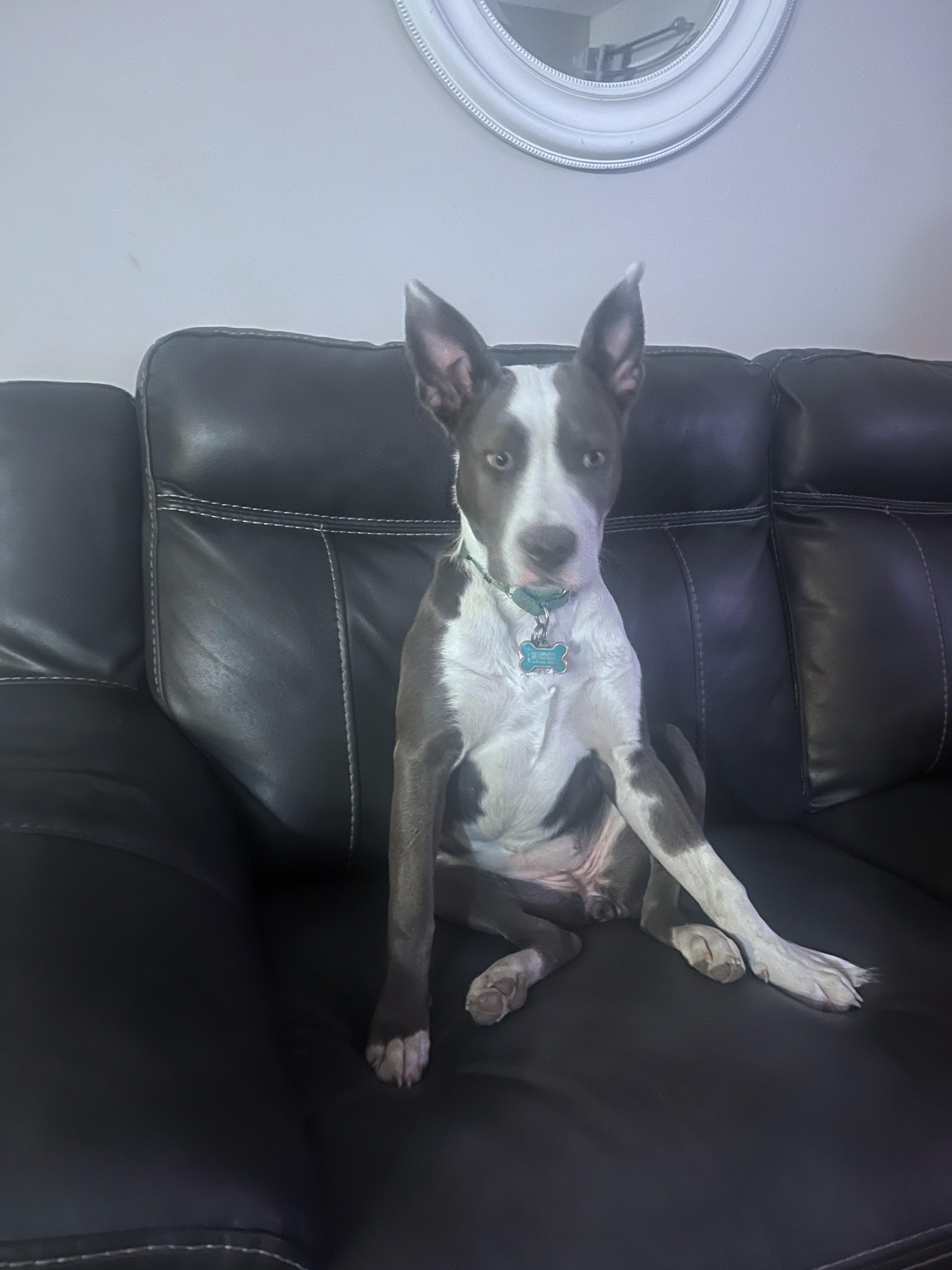 Do Pitbulls Skulls Crack