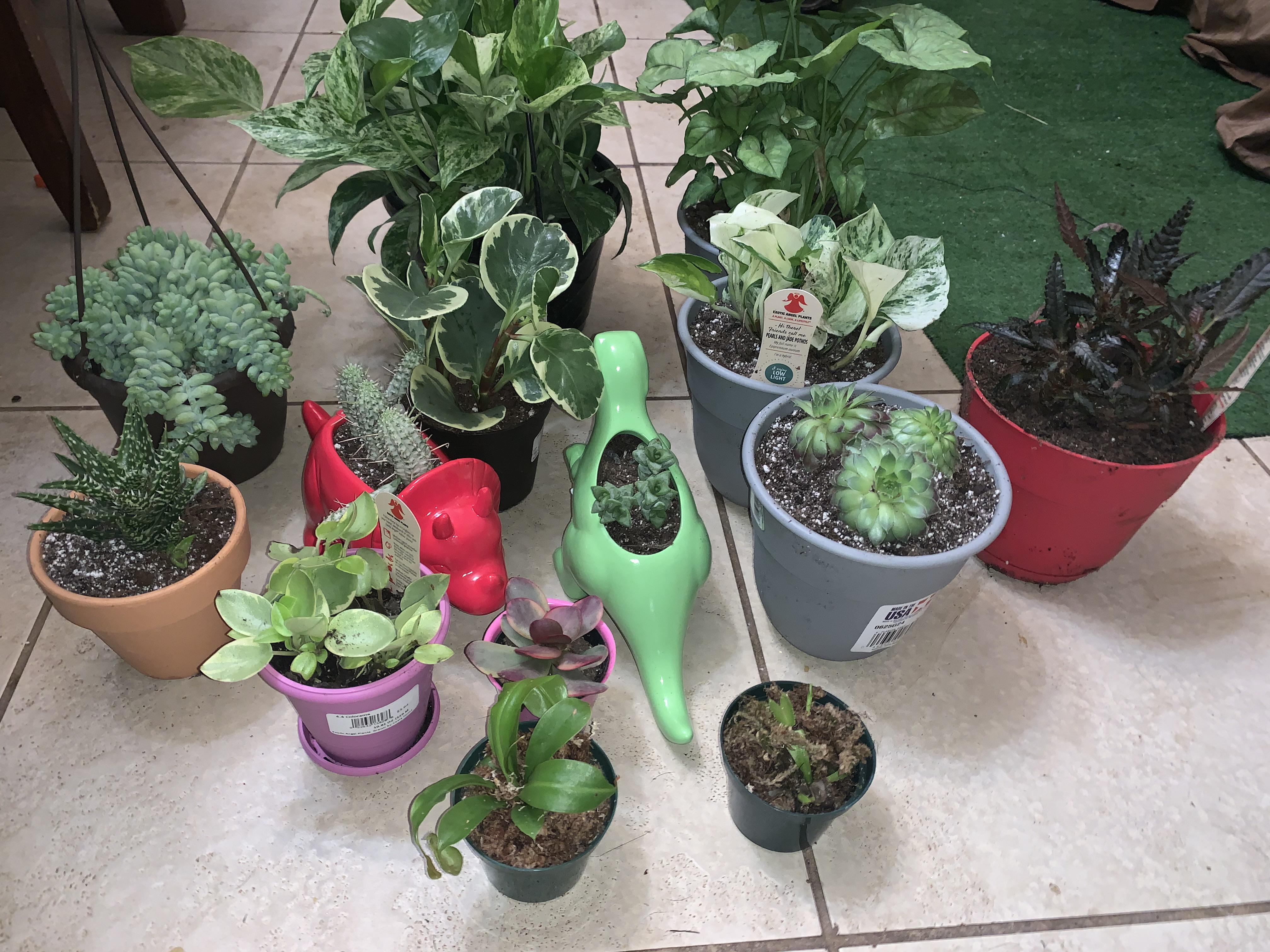 2 Lowe’s, Home Depot and a Walmart later I’m up to 120 plants. I found