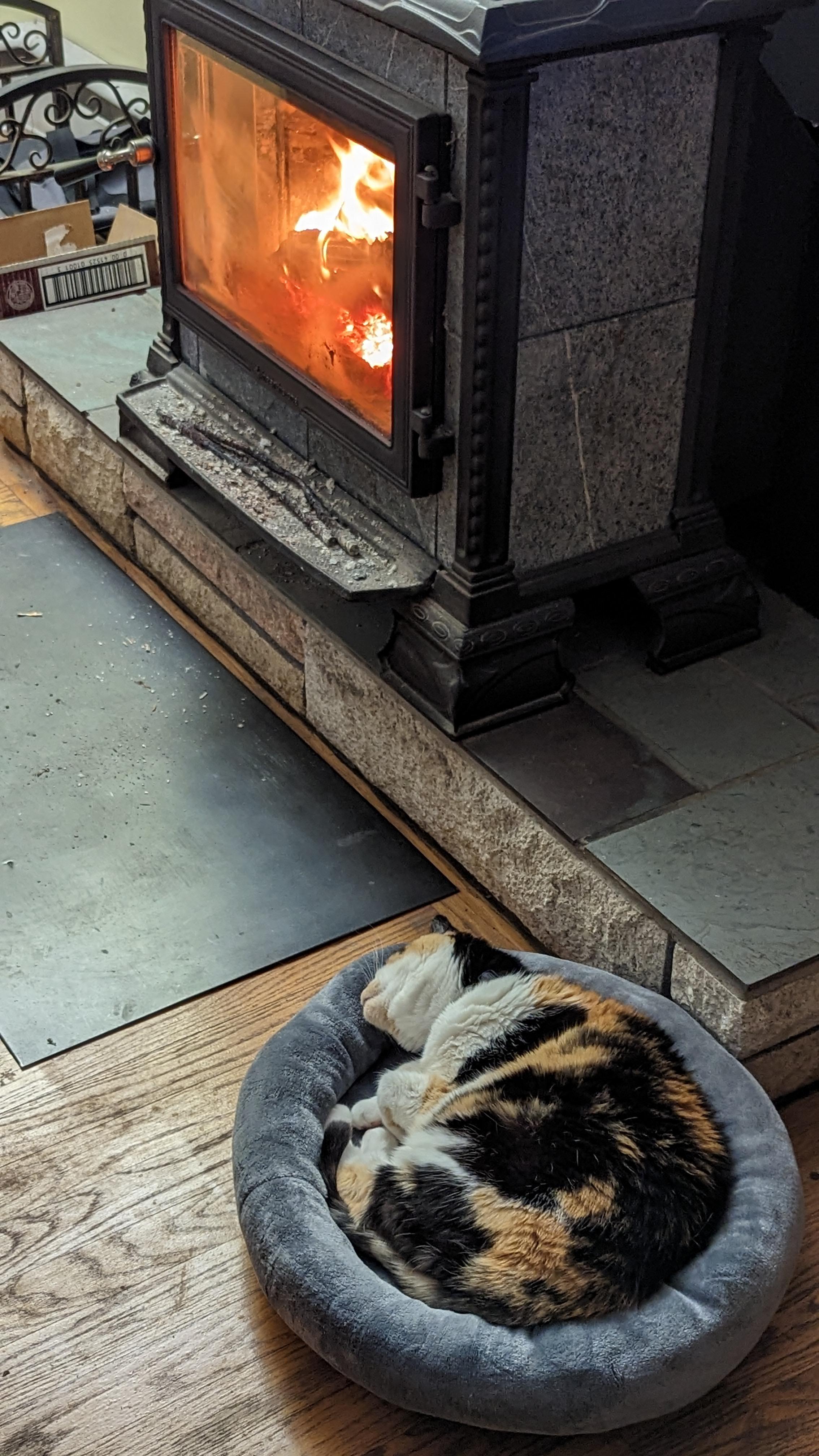 Just bought a new cat bed for senior cat Twiga. She loves being near