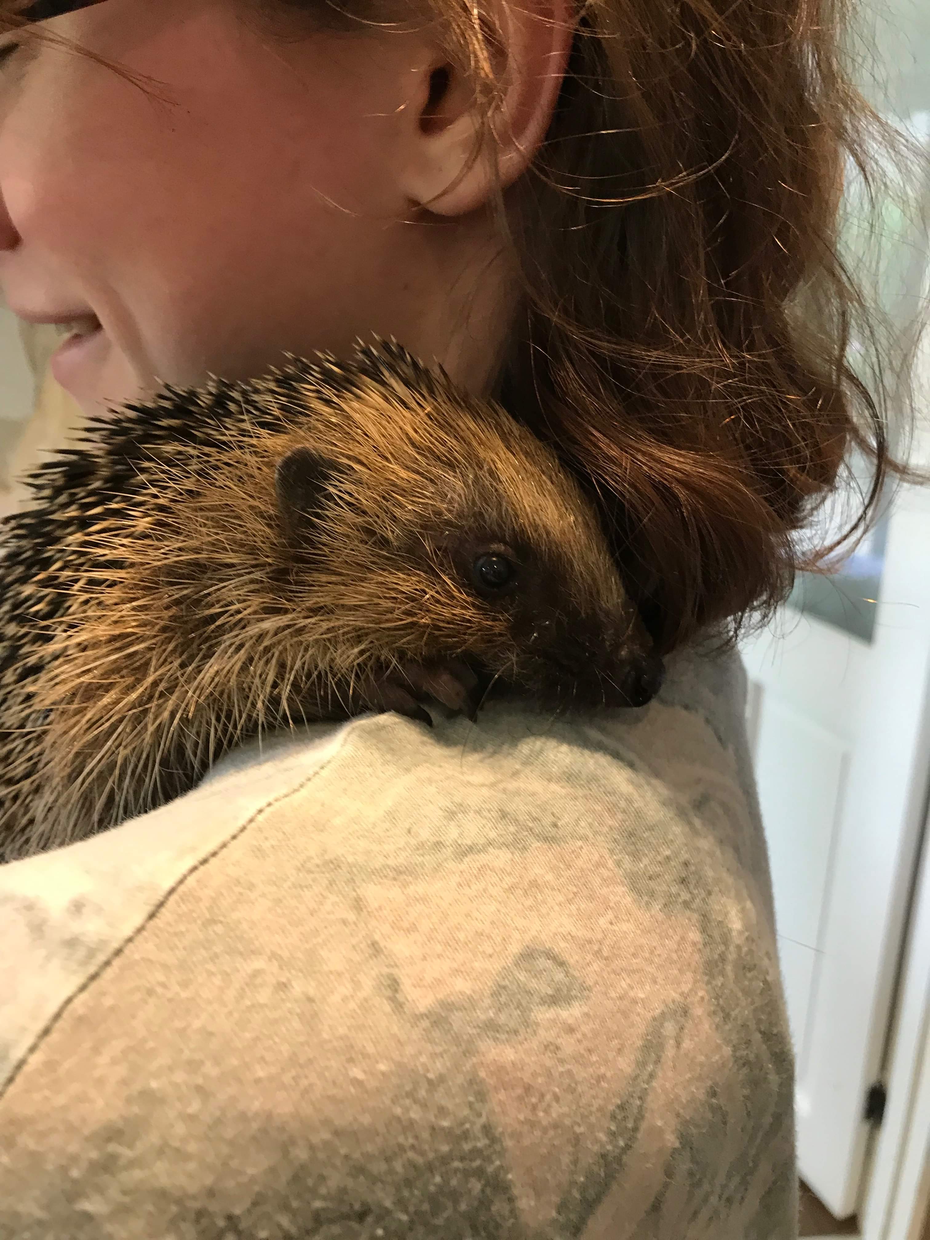 Meet our rescue hedgehog who we're looking after until he's back to