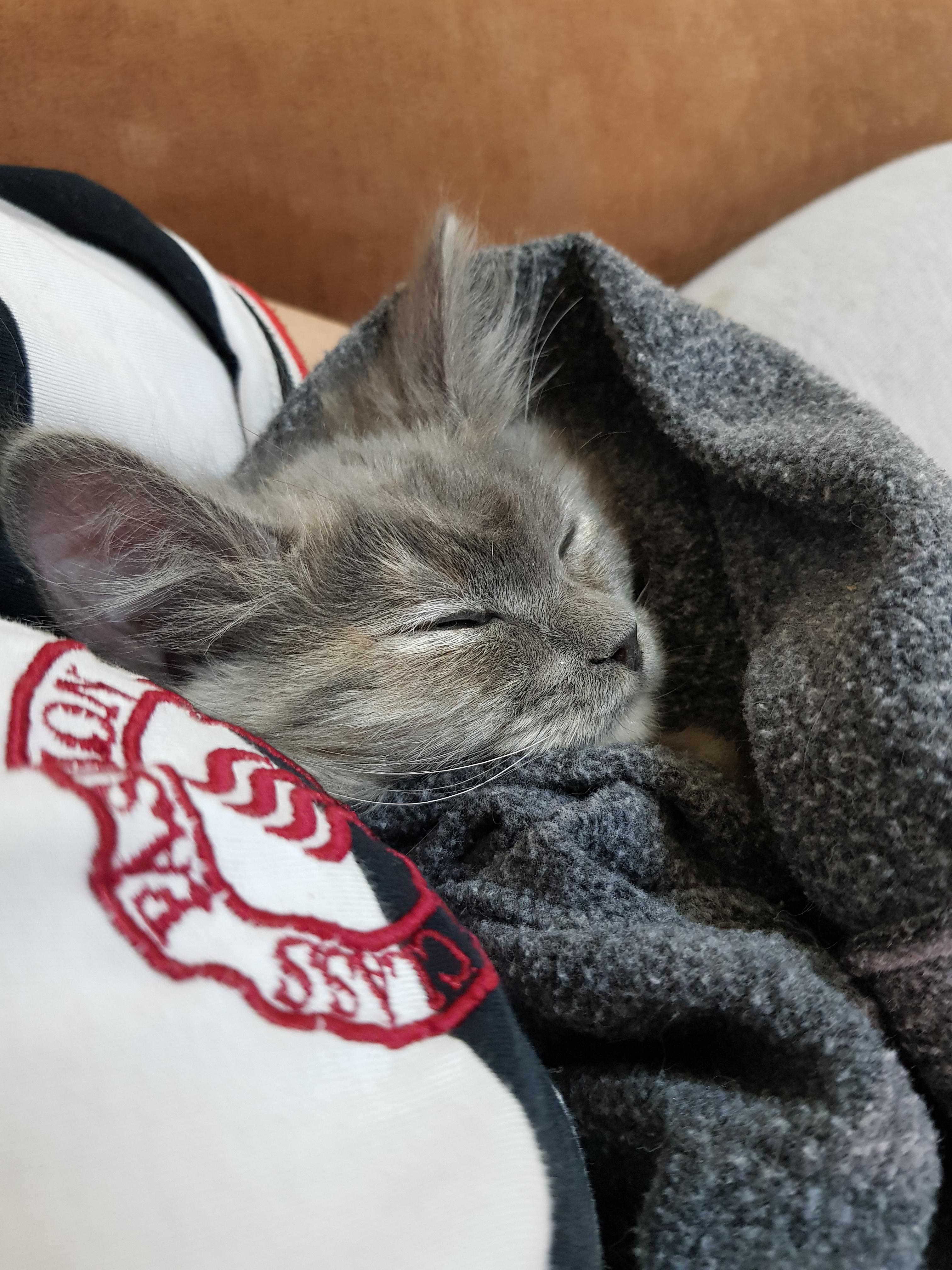 Soft kitty, warm kitty r/Purrito