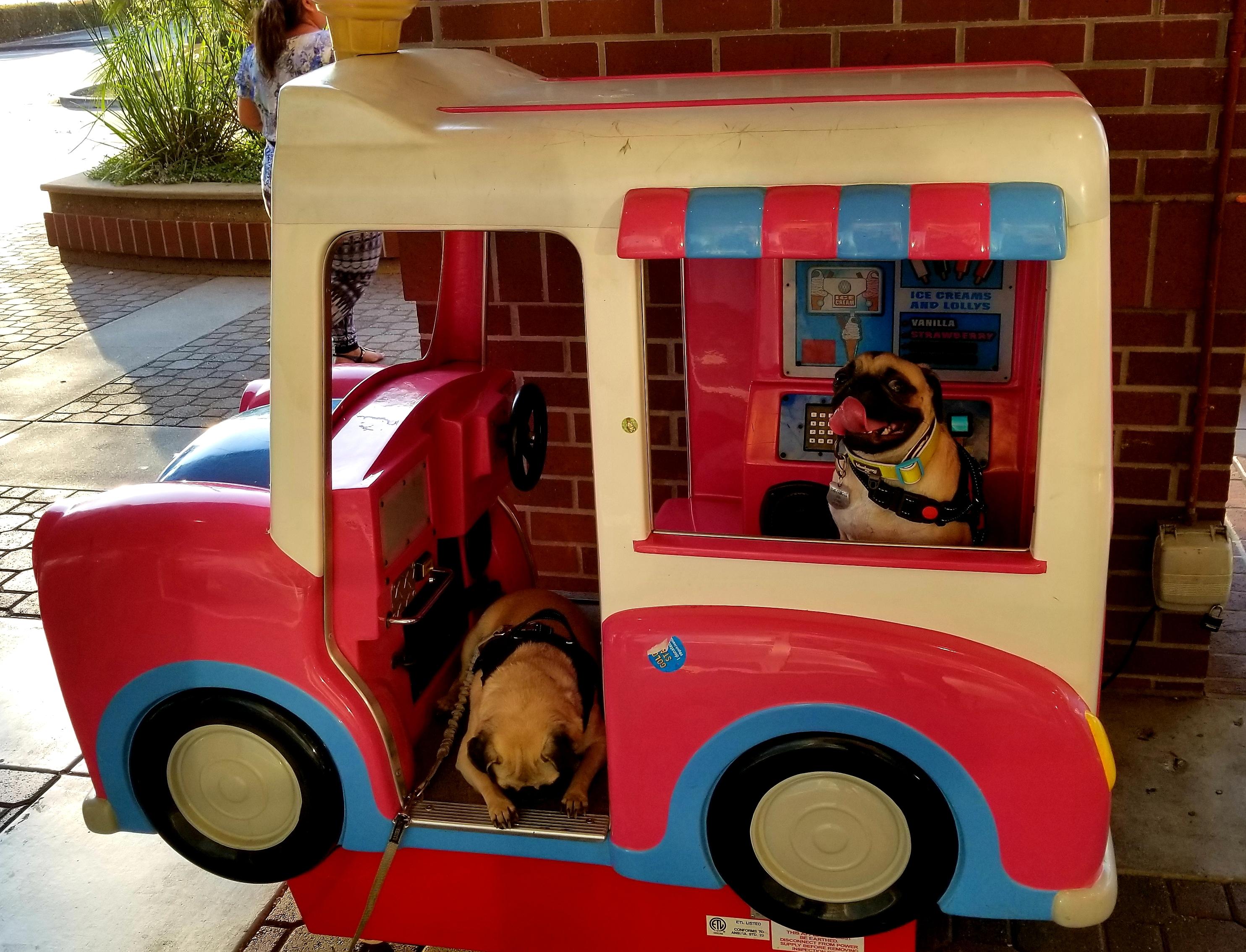 Nothing like sleeping on the job! r/pugs