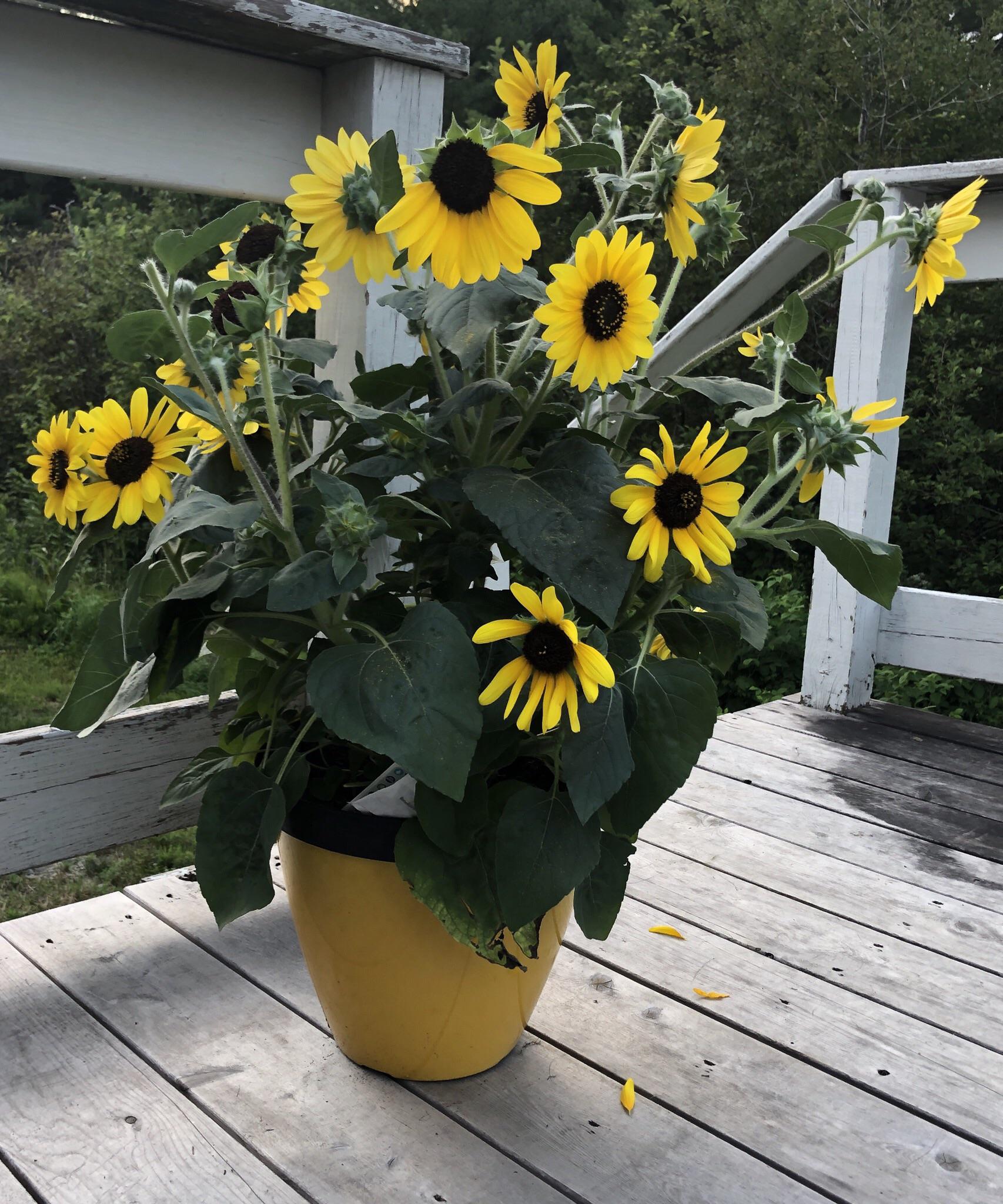 Sunflowers in July? Should I leave it in its pot or plant in the ground? r/gardening