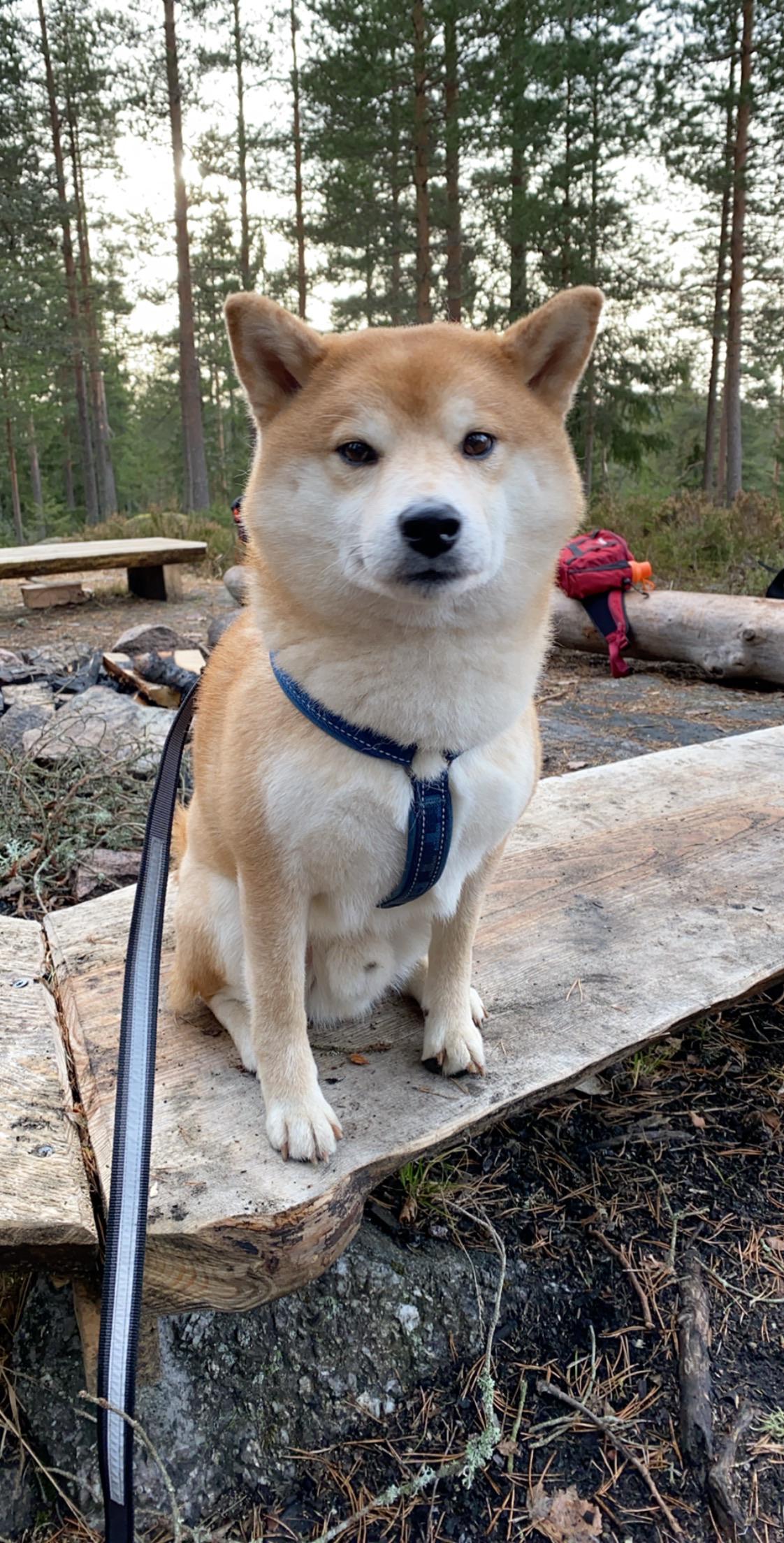 Although he hates the harness, we had so much fun on our hike with a