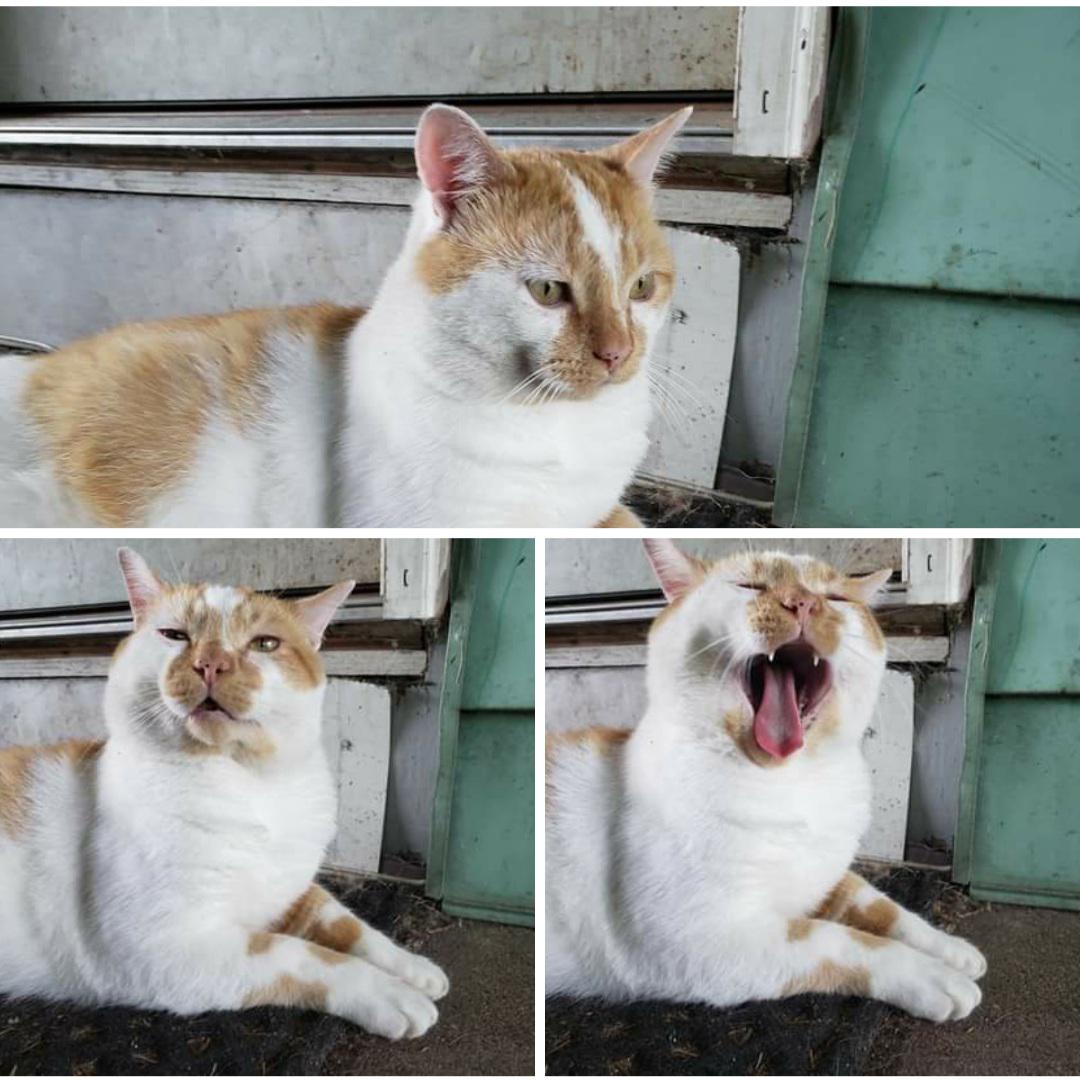 Oliver yawns a lot. r/cats