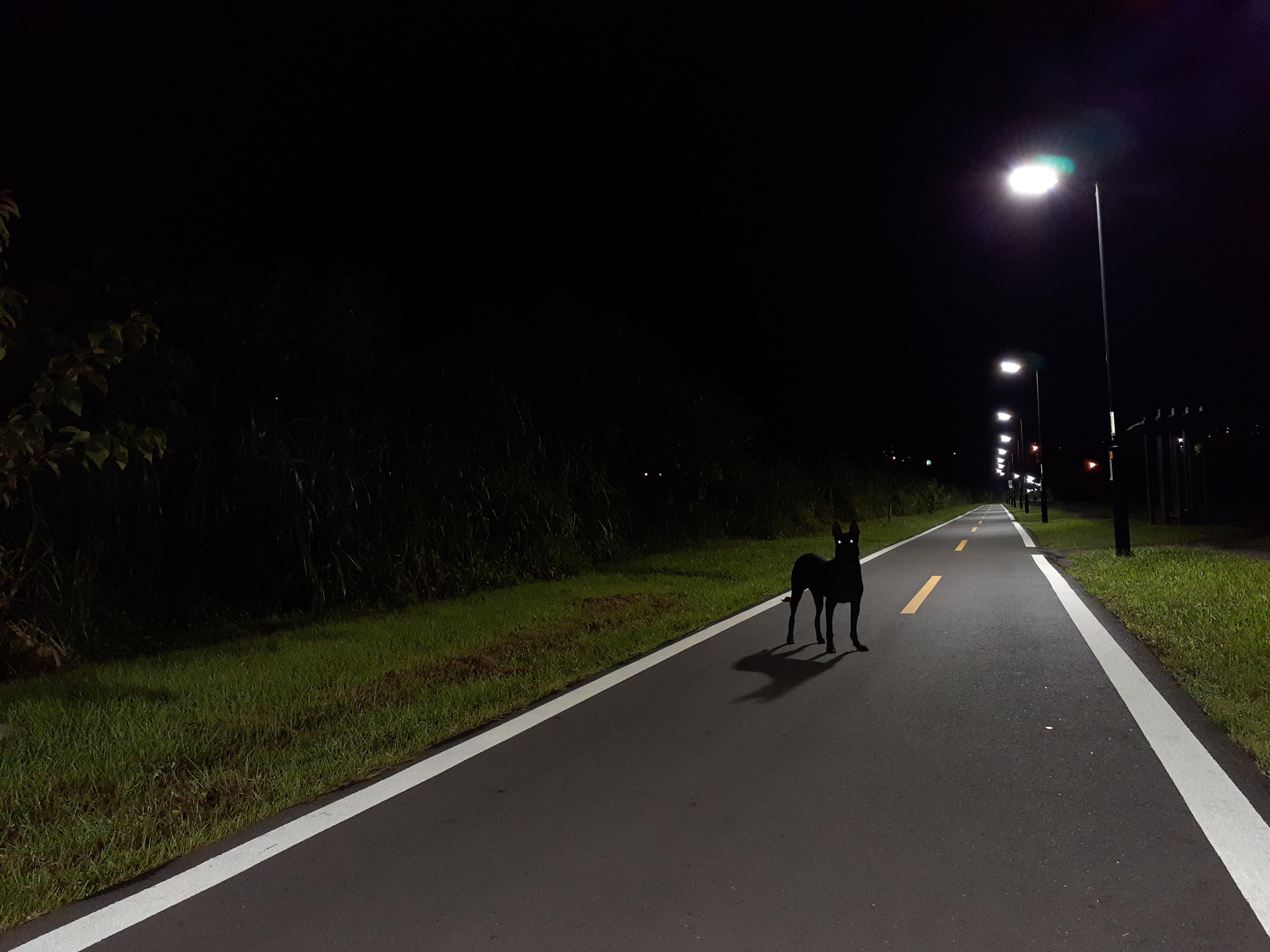 A black dog in the midnight r/pics