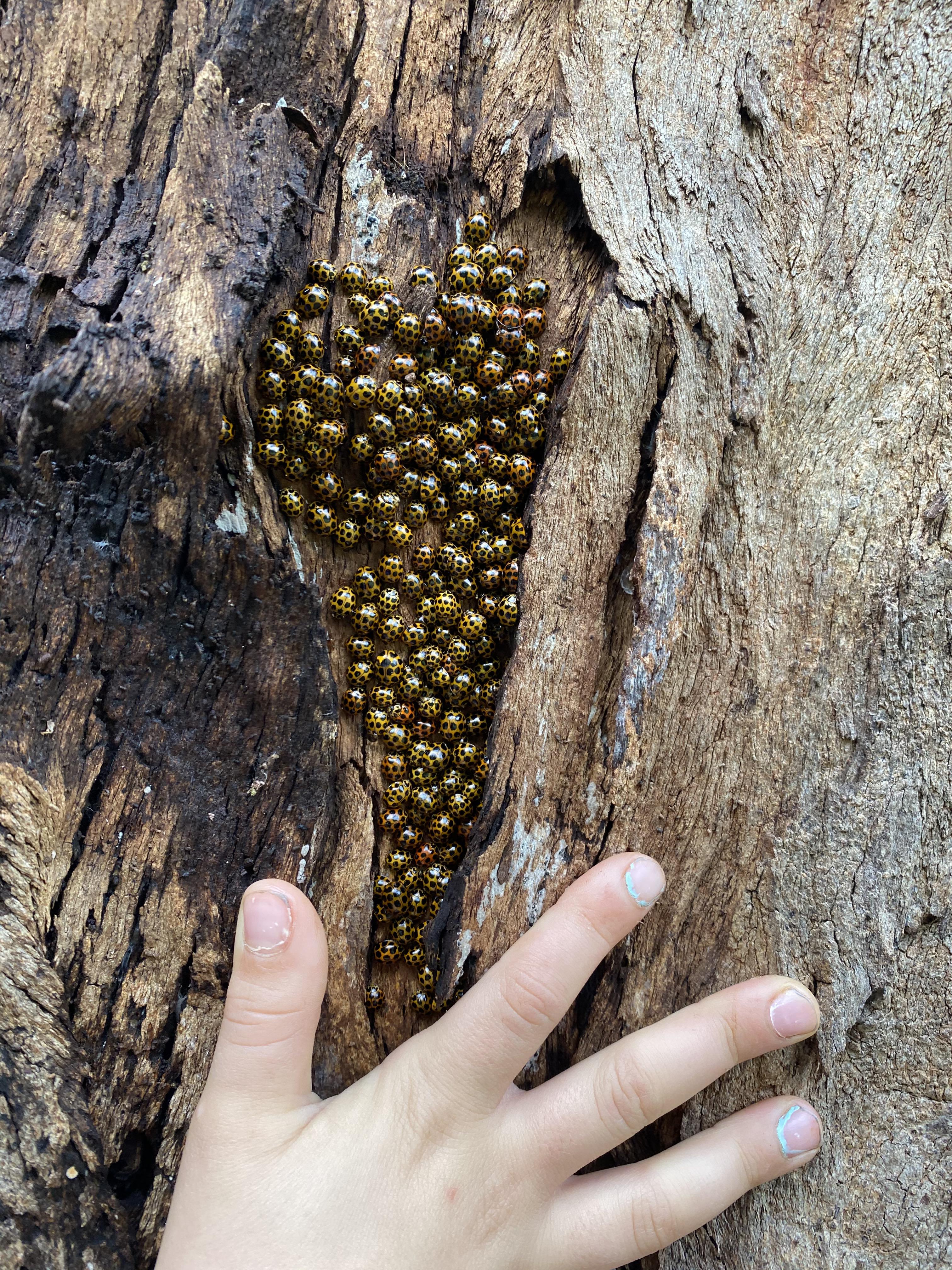 What is a Group of Ladybugs Called AnimalsPick