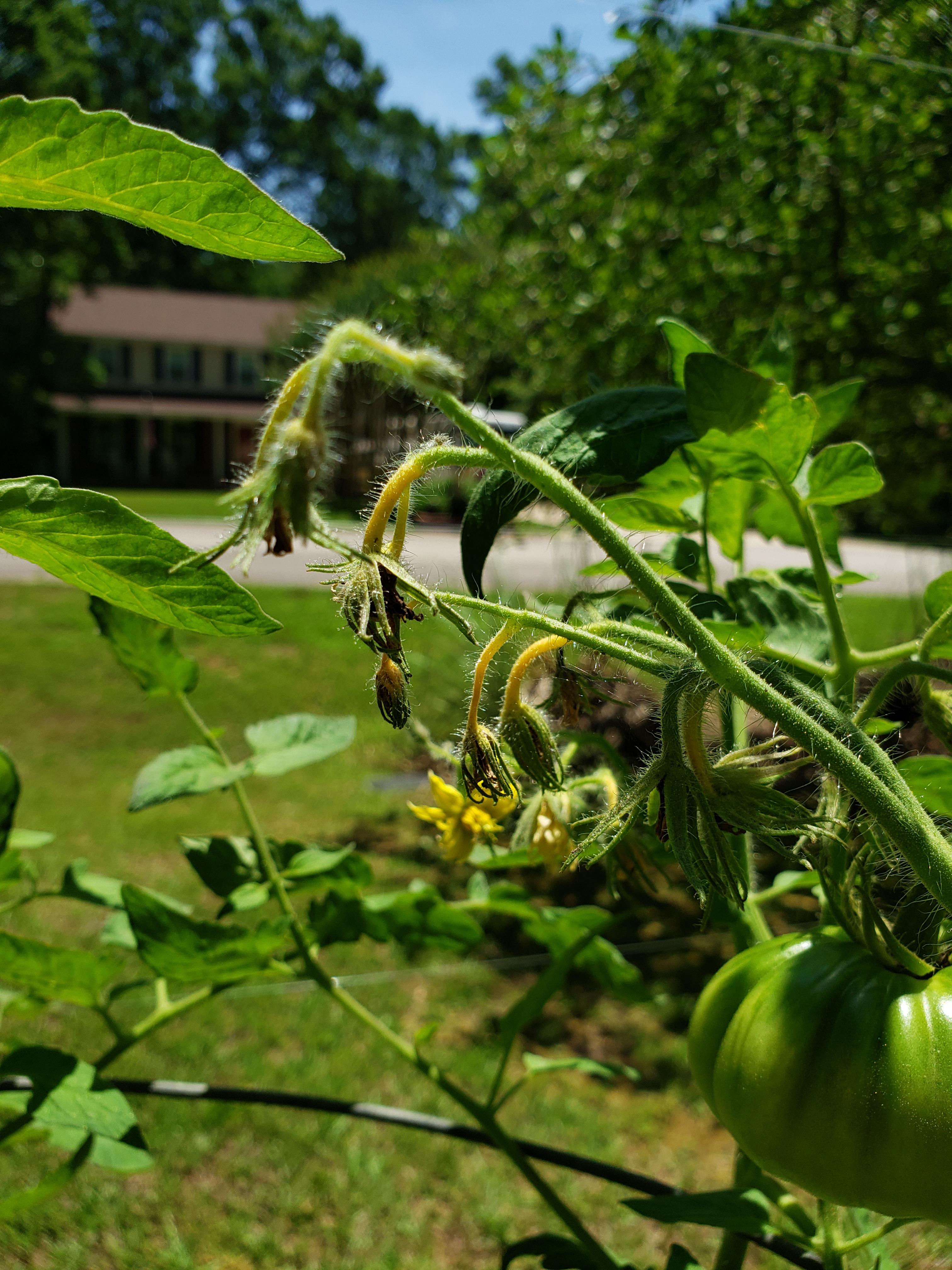 Could anyone advise me on why the flowers are yellowing and dying on my