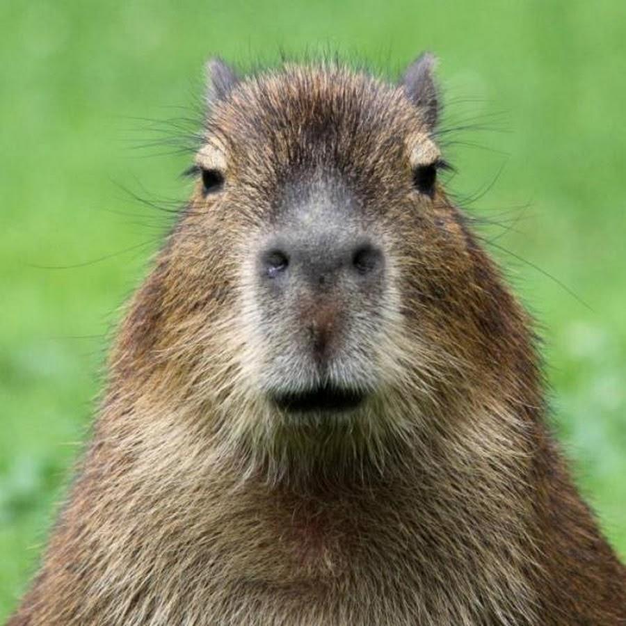 One of the largest living rodents is the Capybara found in Central and South America. You can