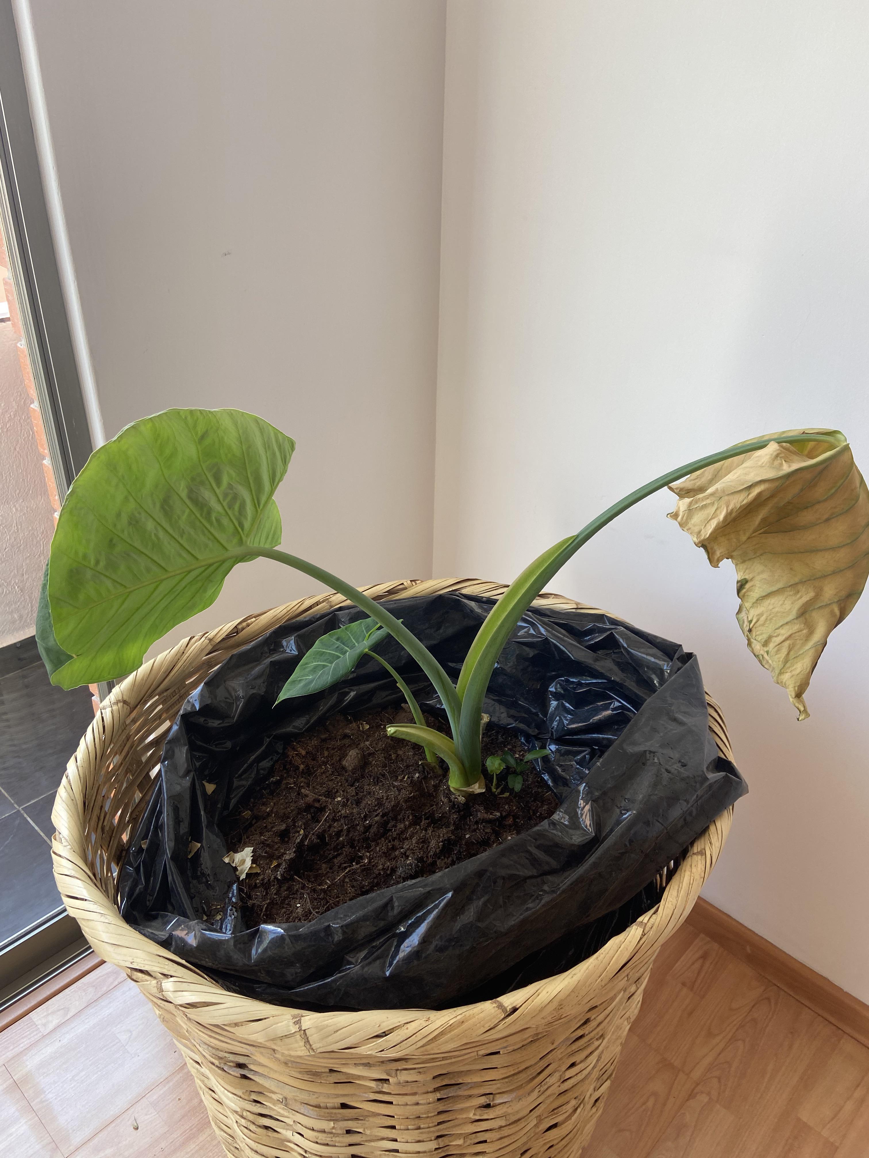 Why is my plant withering? r/plantclinic
