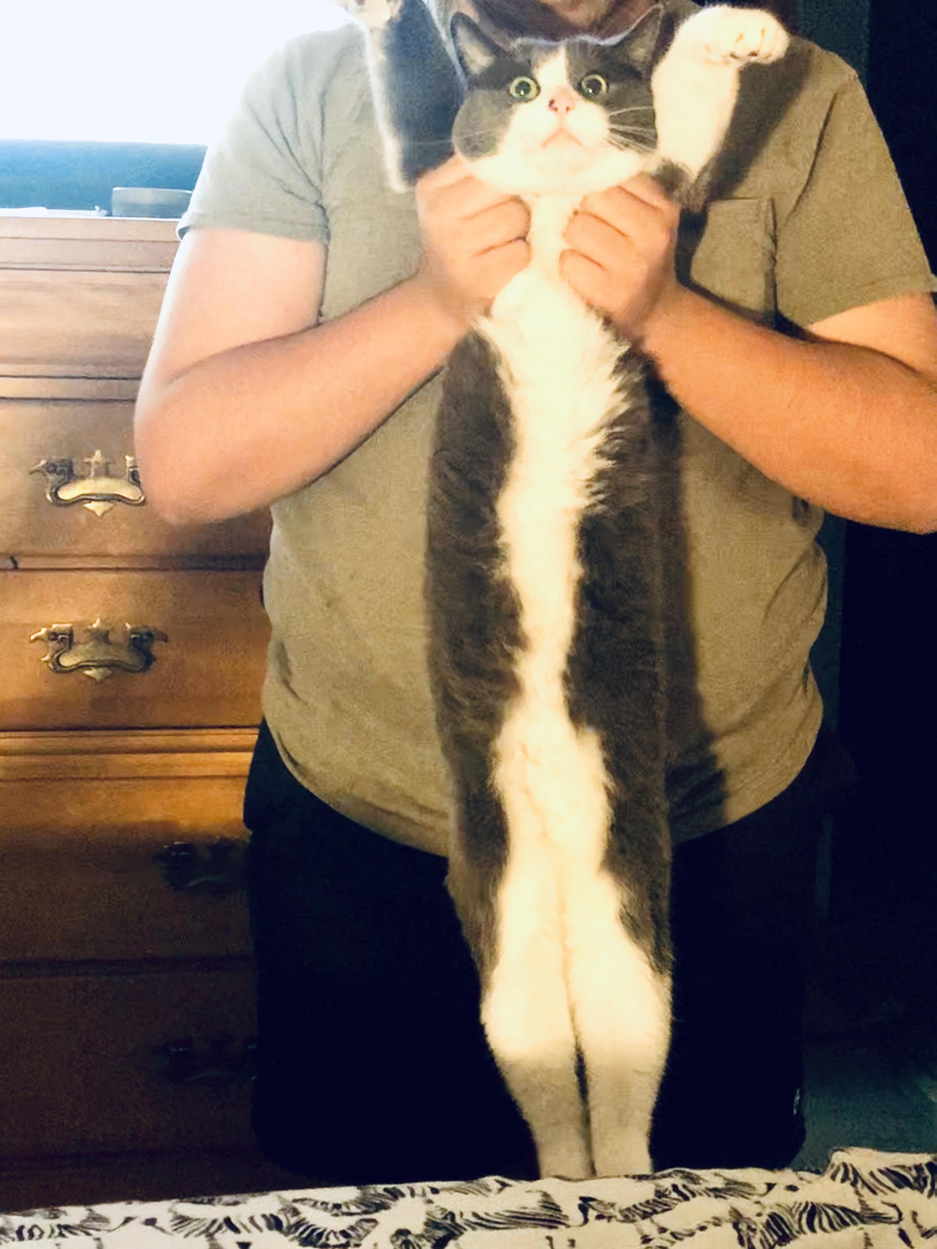 Real kitty or really good fake? r/cats