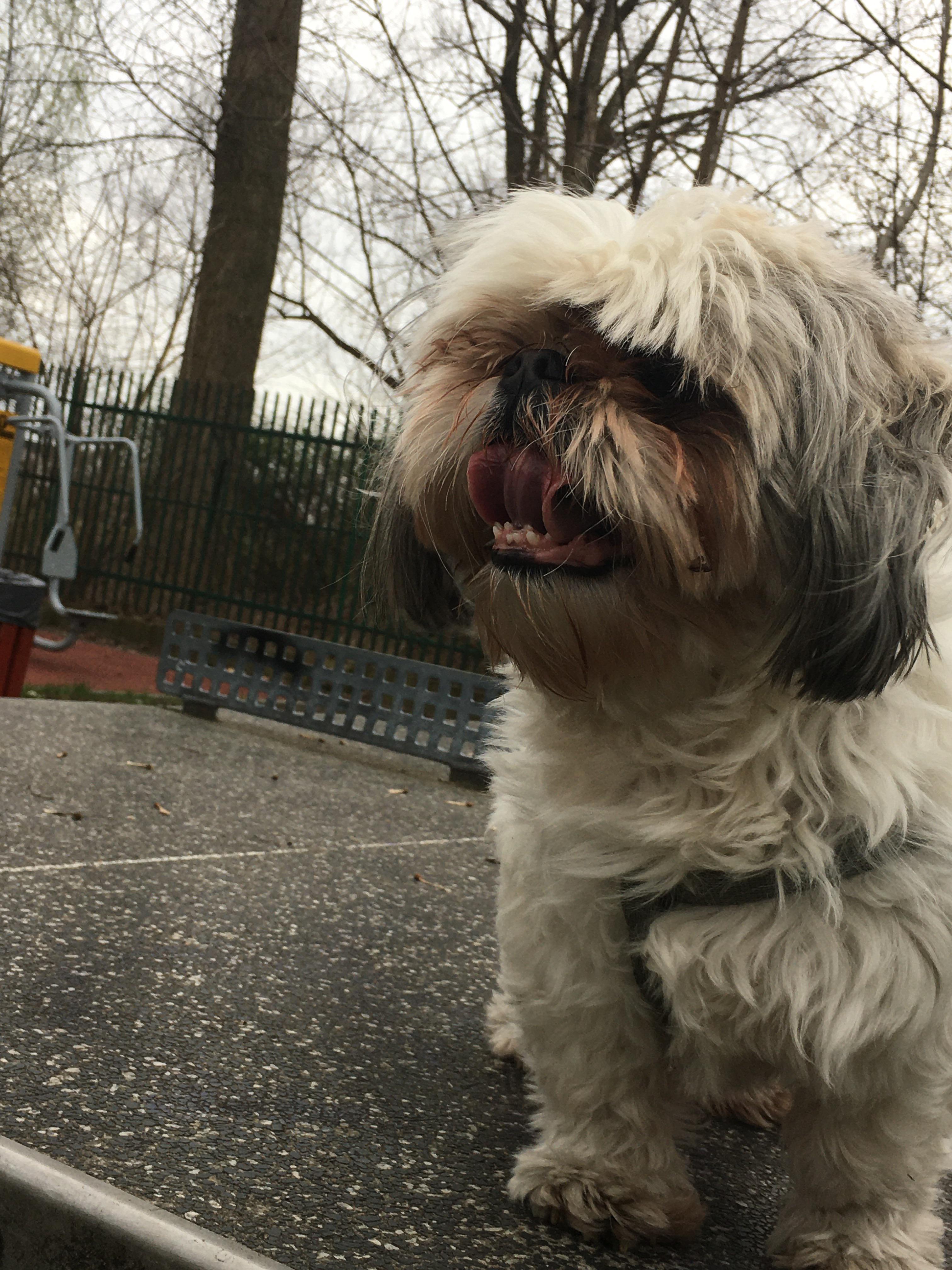 my 9 year old shih tzu just after walk throw up with blood i guess, the