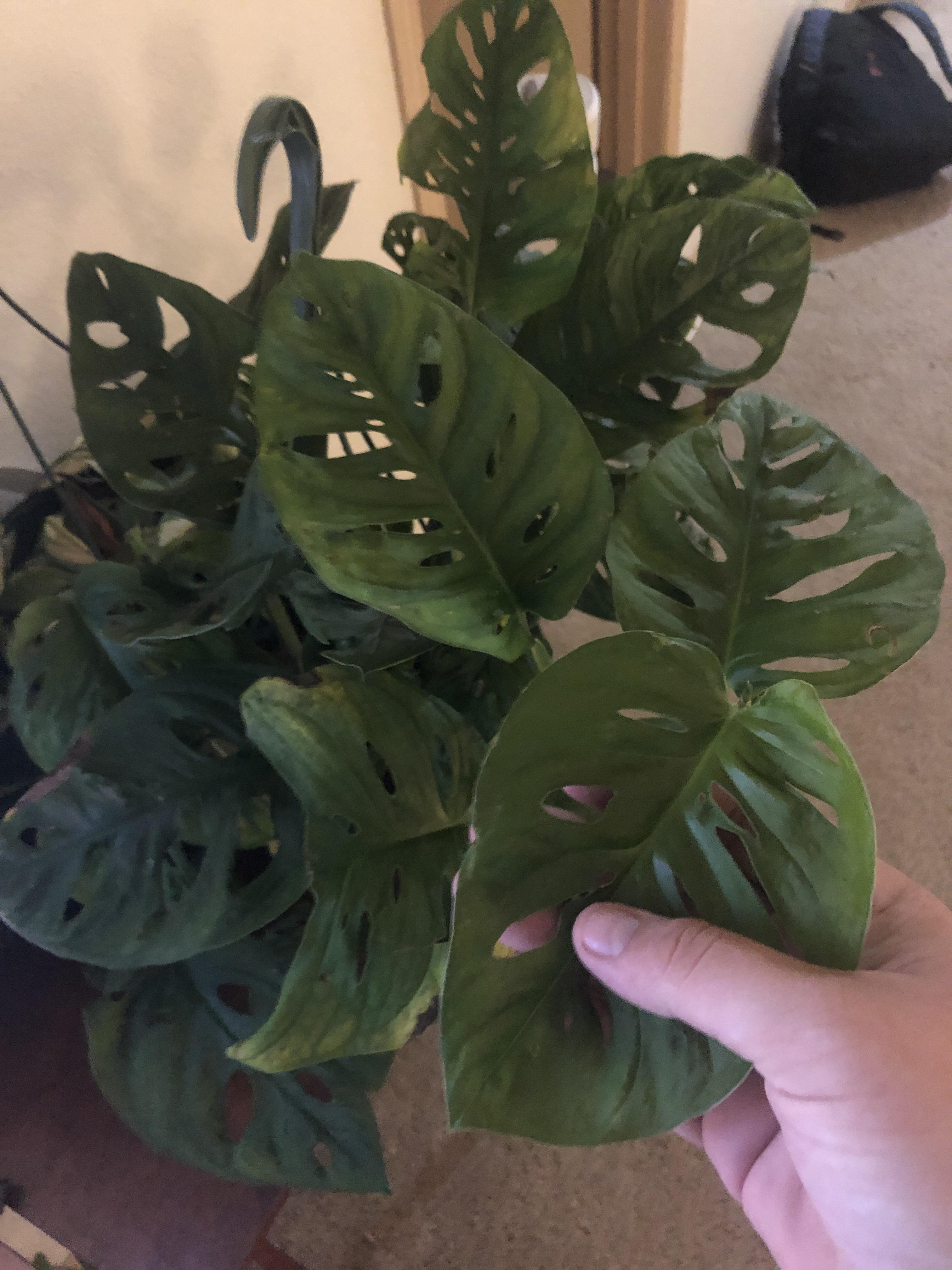 This was tagged as split leaf philodendron but I’m not sure that it was