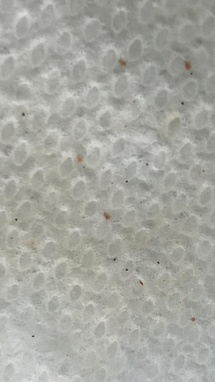 A few days ago I found these little brown bugs in my snake’s enclosure