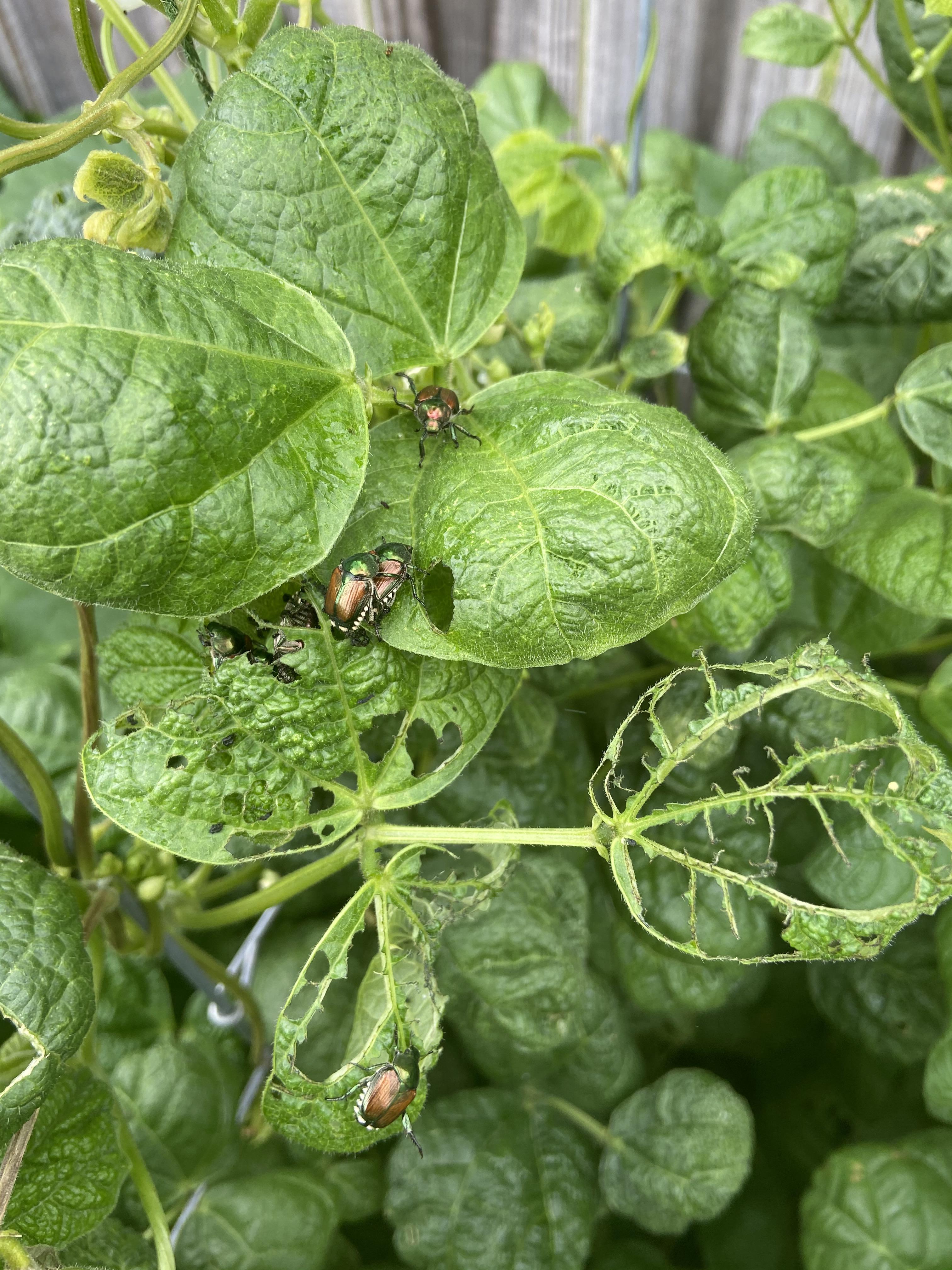 These beetles are eating up my green beans! r/gardening