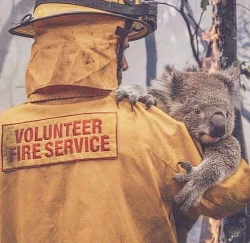 Koala being rescued in Australia r/Firefighting