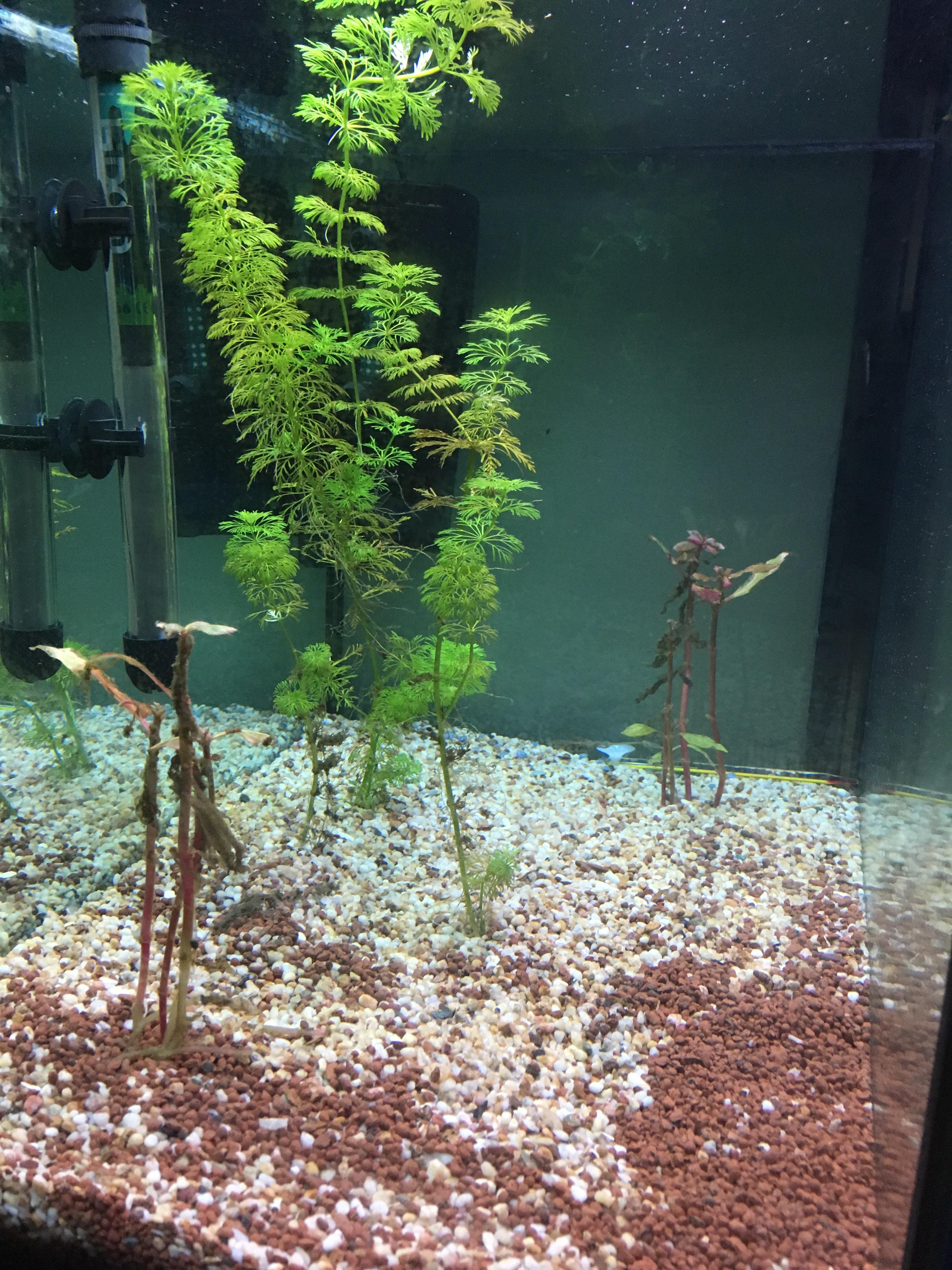 Help! Why are my plants dying? r/PlantedTank