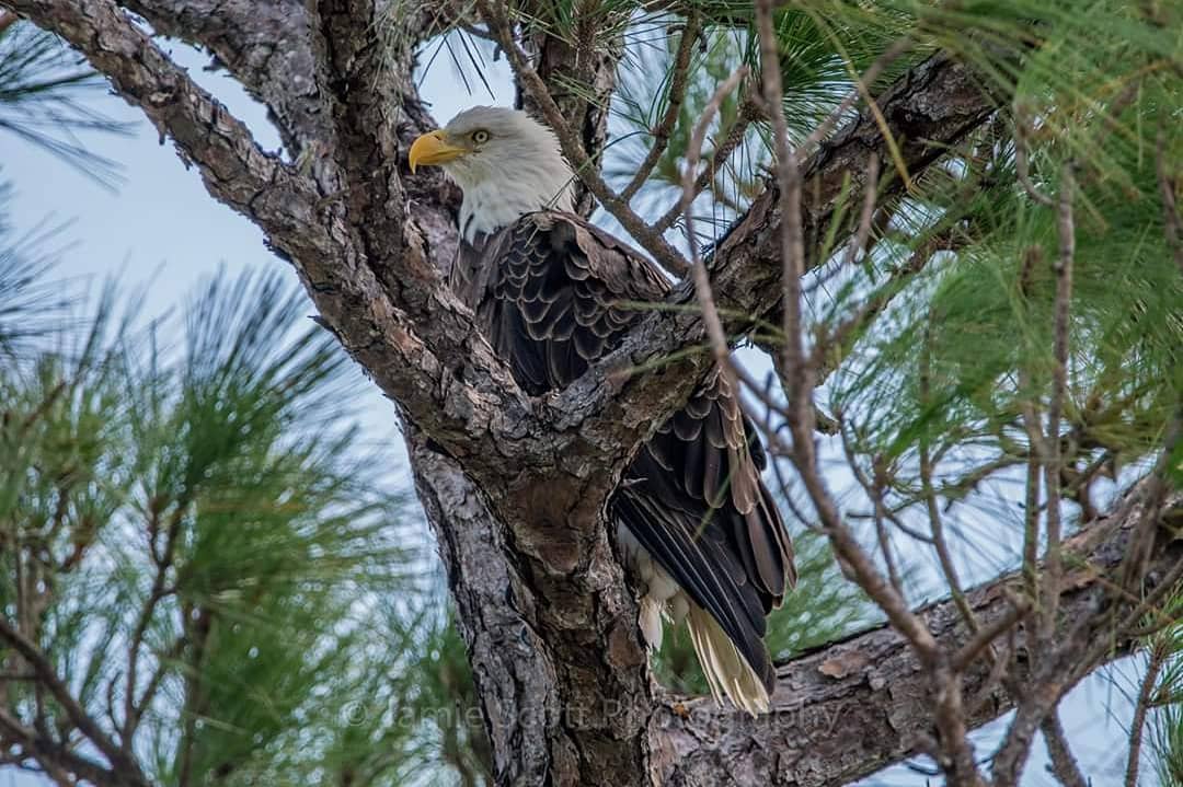 The mighty bald Eagle, taken on Merritt Island r/florida