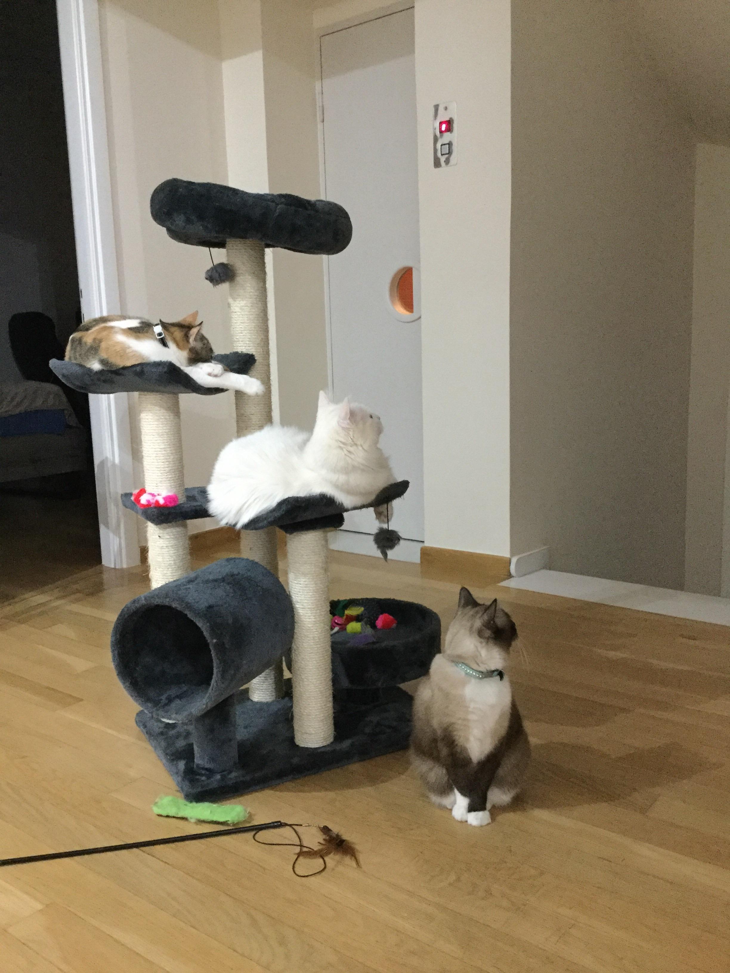 I need advice on how to keep my 3 cats out of the new baby’s stuff one of them routinely pees in