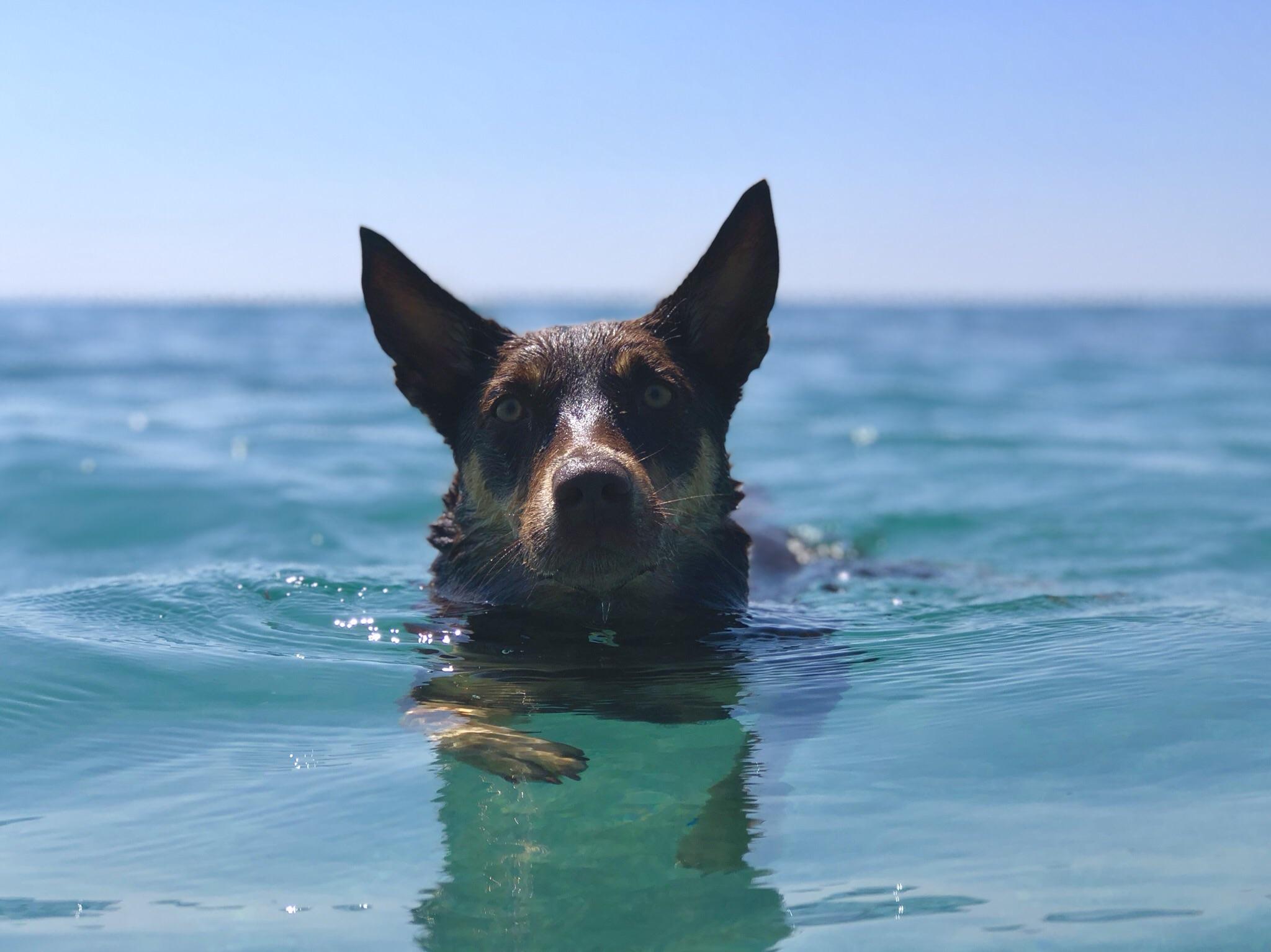 Kelpie doggo enjoying the (unusually) warm water in the UK! r/doggos