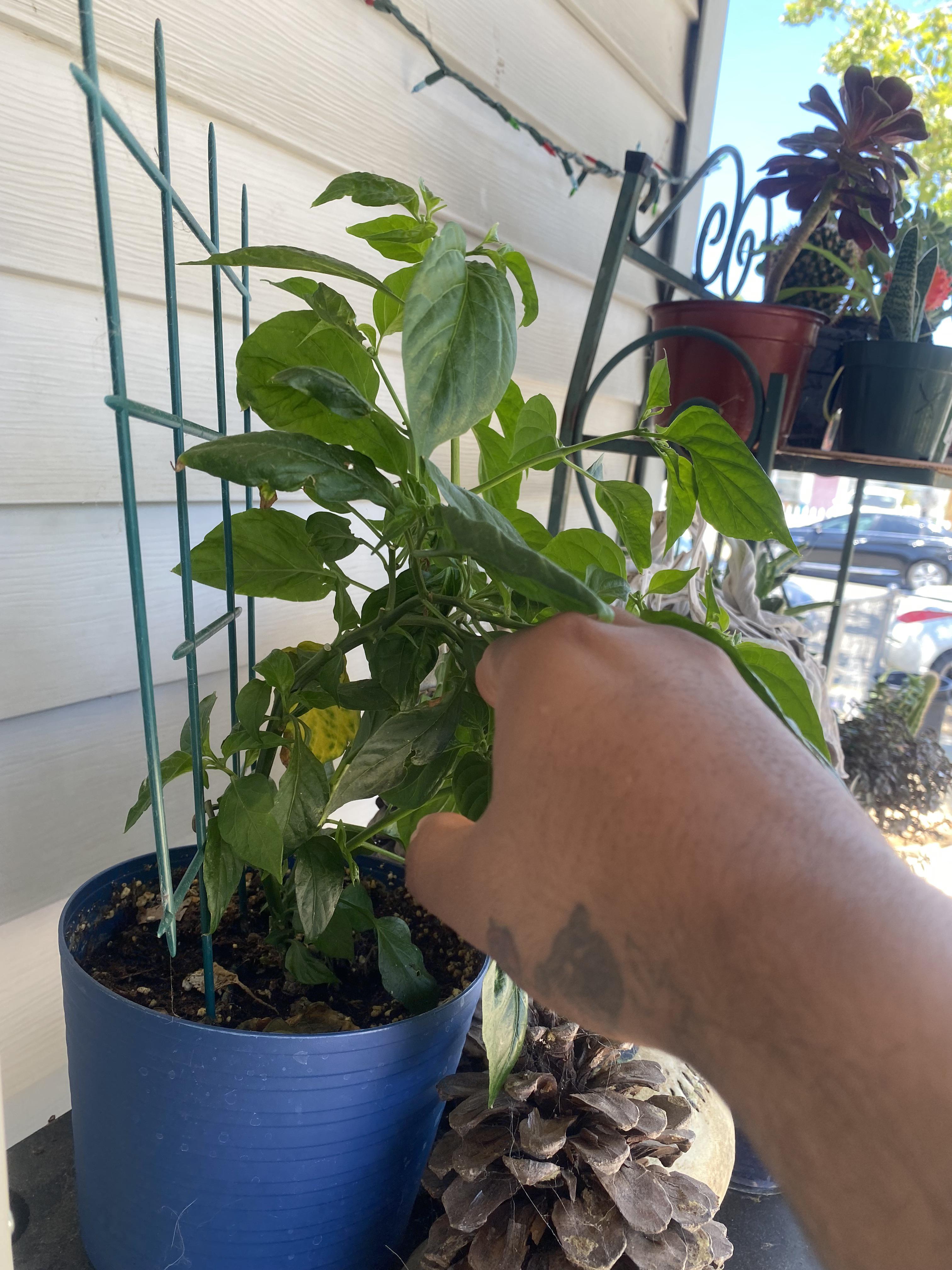 Does this mean my habanero plant wants more light ? r/HotPeppers