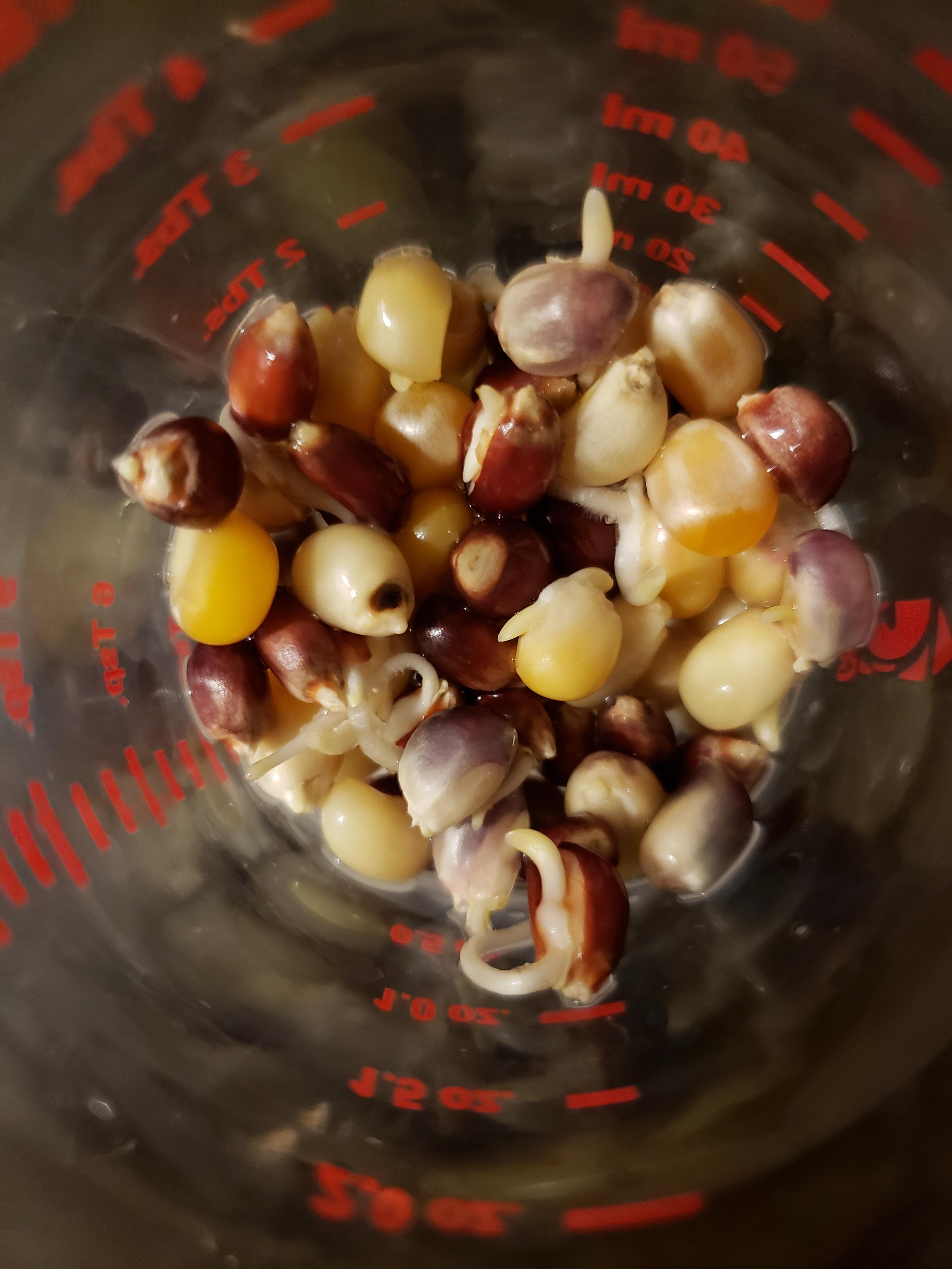 Popcorn sprouts for SST r/microgrowery