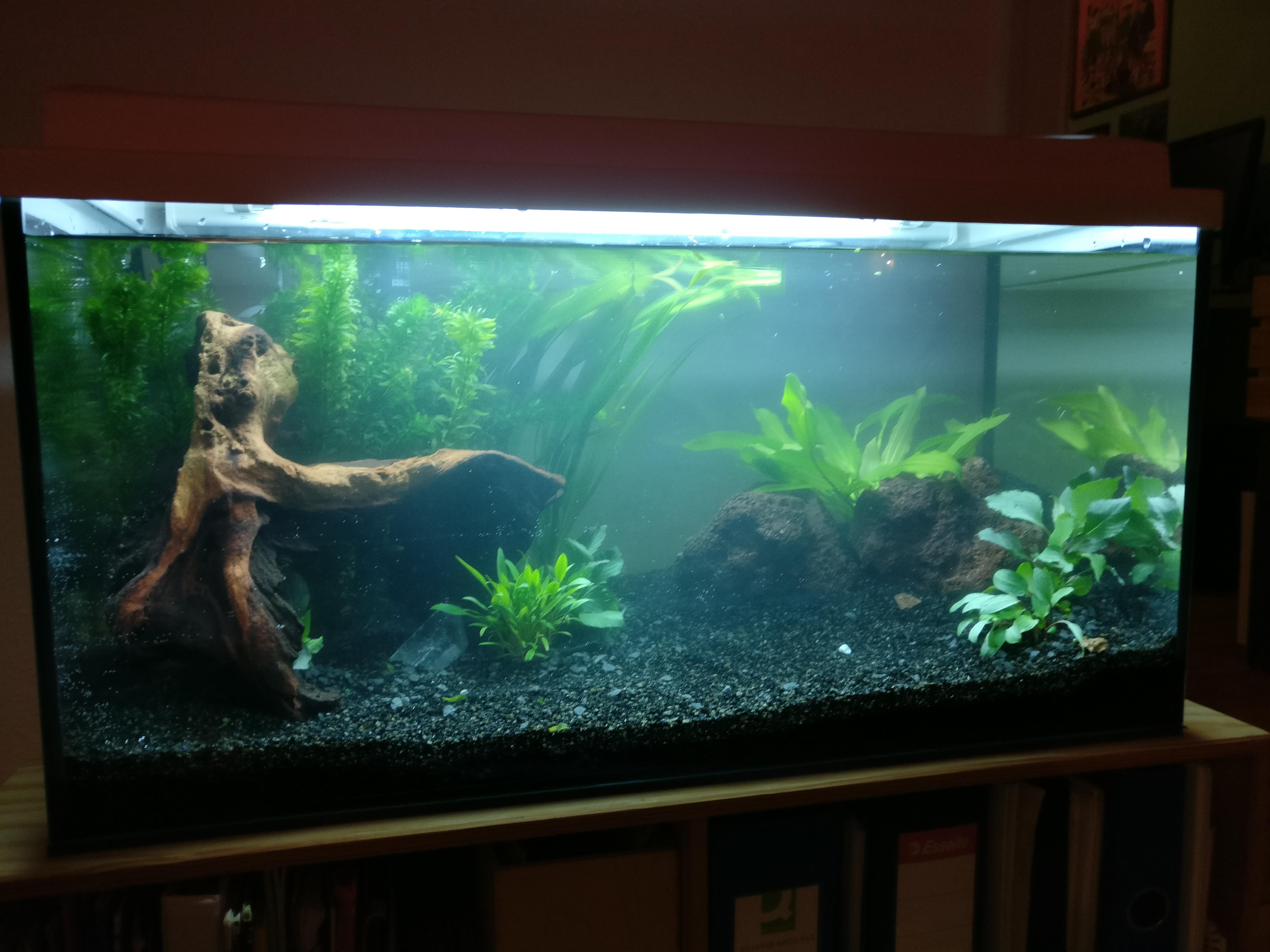 This is my first aquarium.(54l) Looking forward putting fish in it