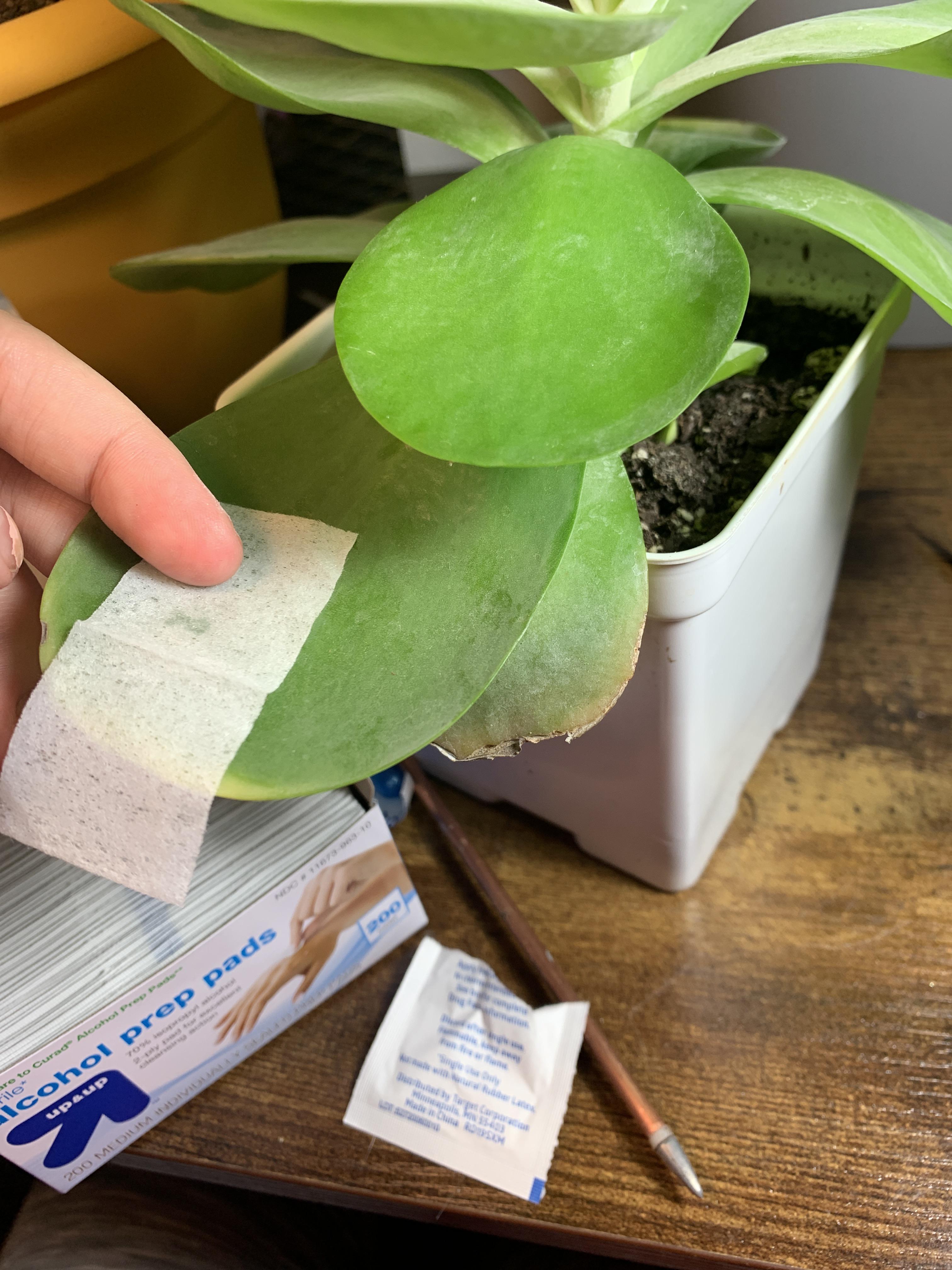 My flapjack has a tiny case of scale and because rubbing alcohol is