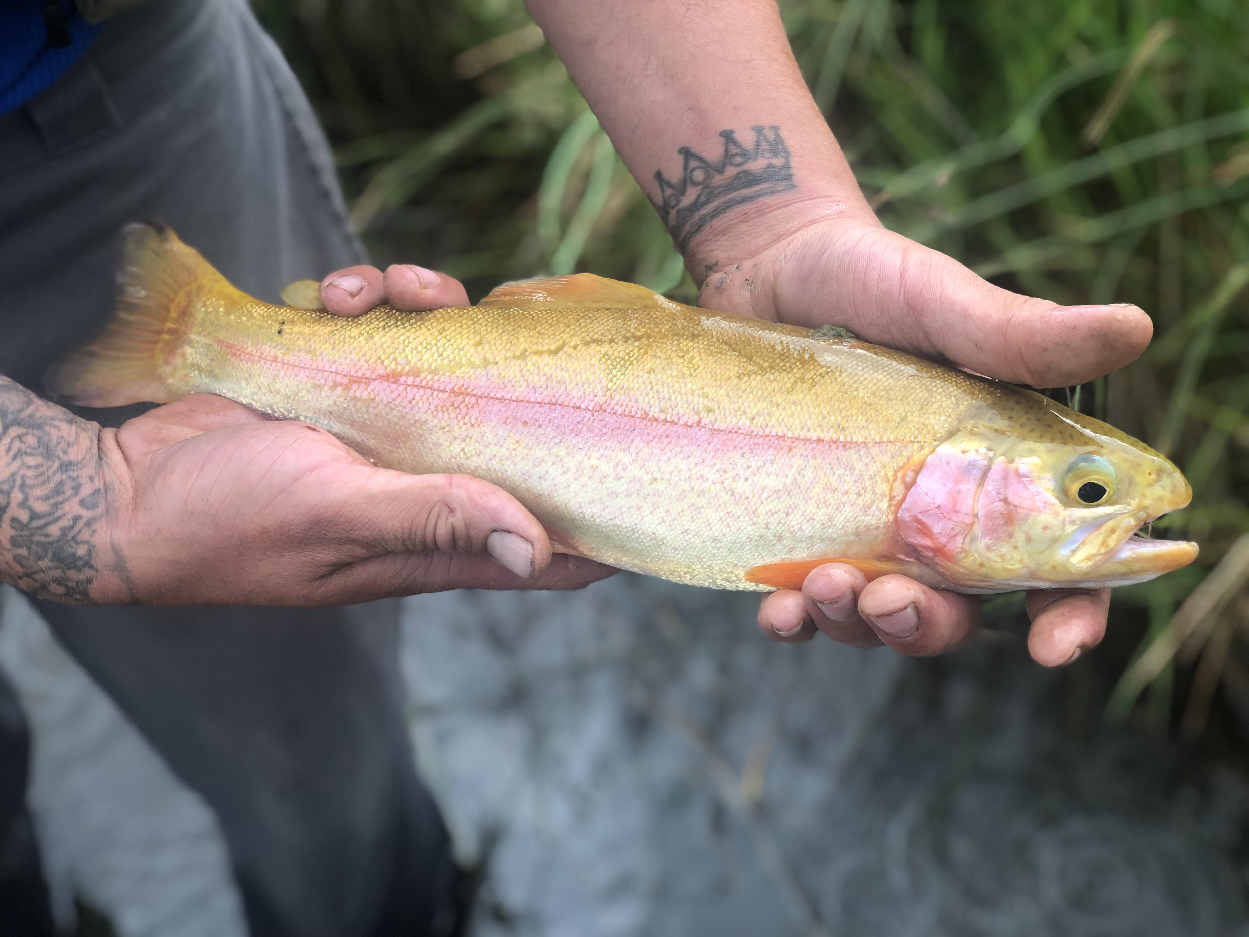 Golden trout. Caught on an artificial fly in a small pond west of Ft Collins, Colorado. Was