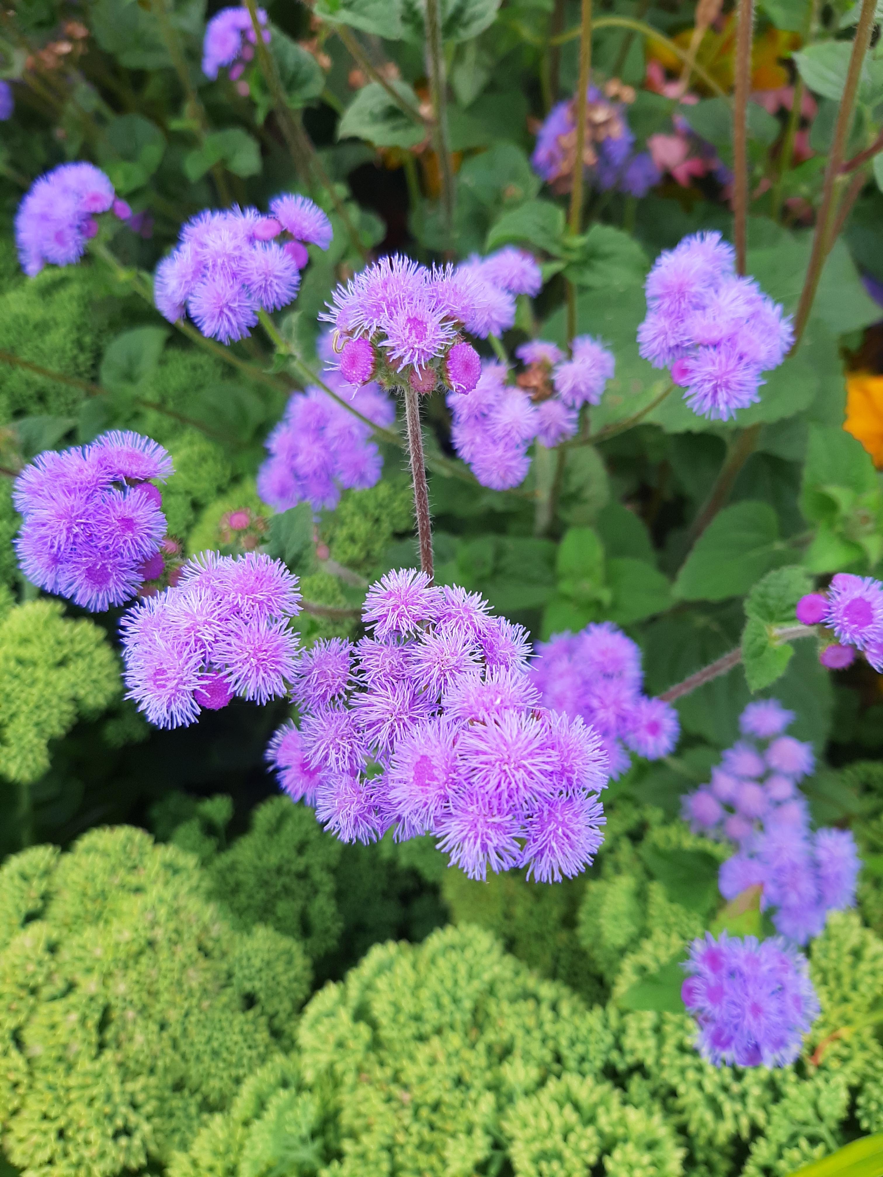 Strange flowers in Etobicoke, Ontario [OC] [3024 x 4032] r/EarthPorn