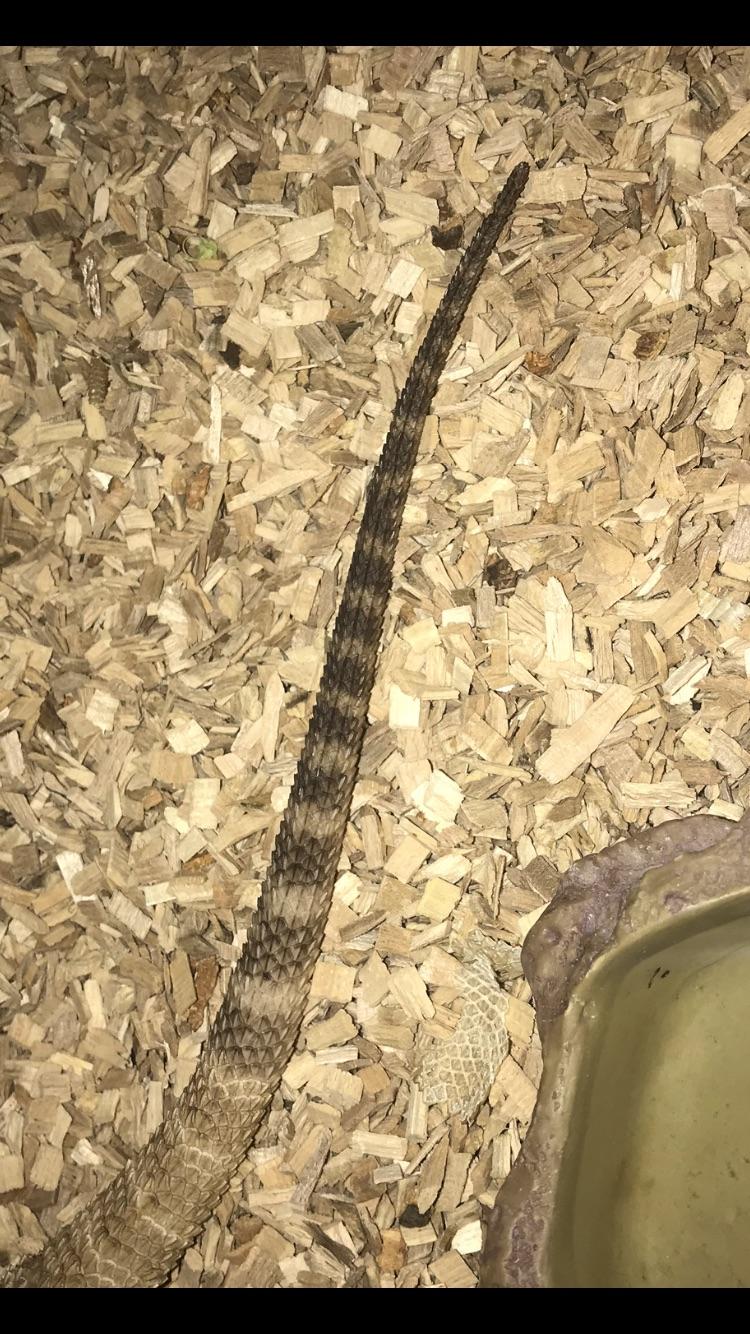 Is this tail rot??? I’ve noticed my bearded dragons tail getting darker