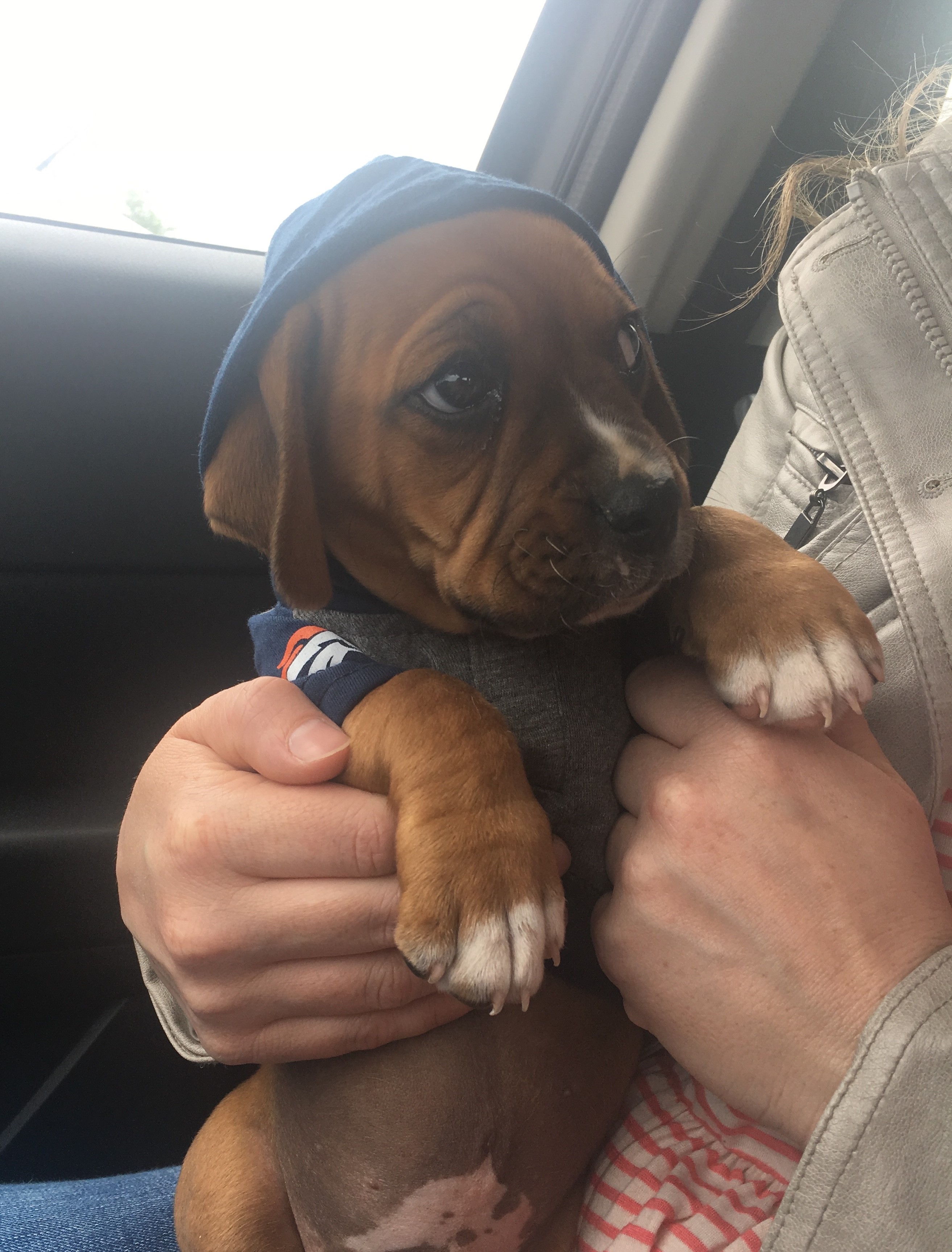 We drove to Texas to get our BoxerDachshund puppy