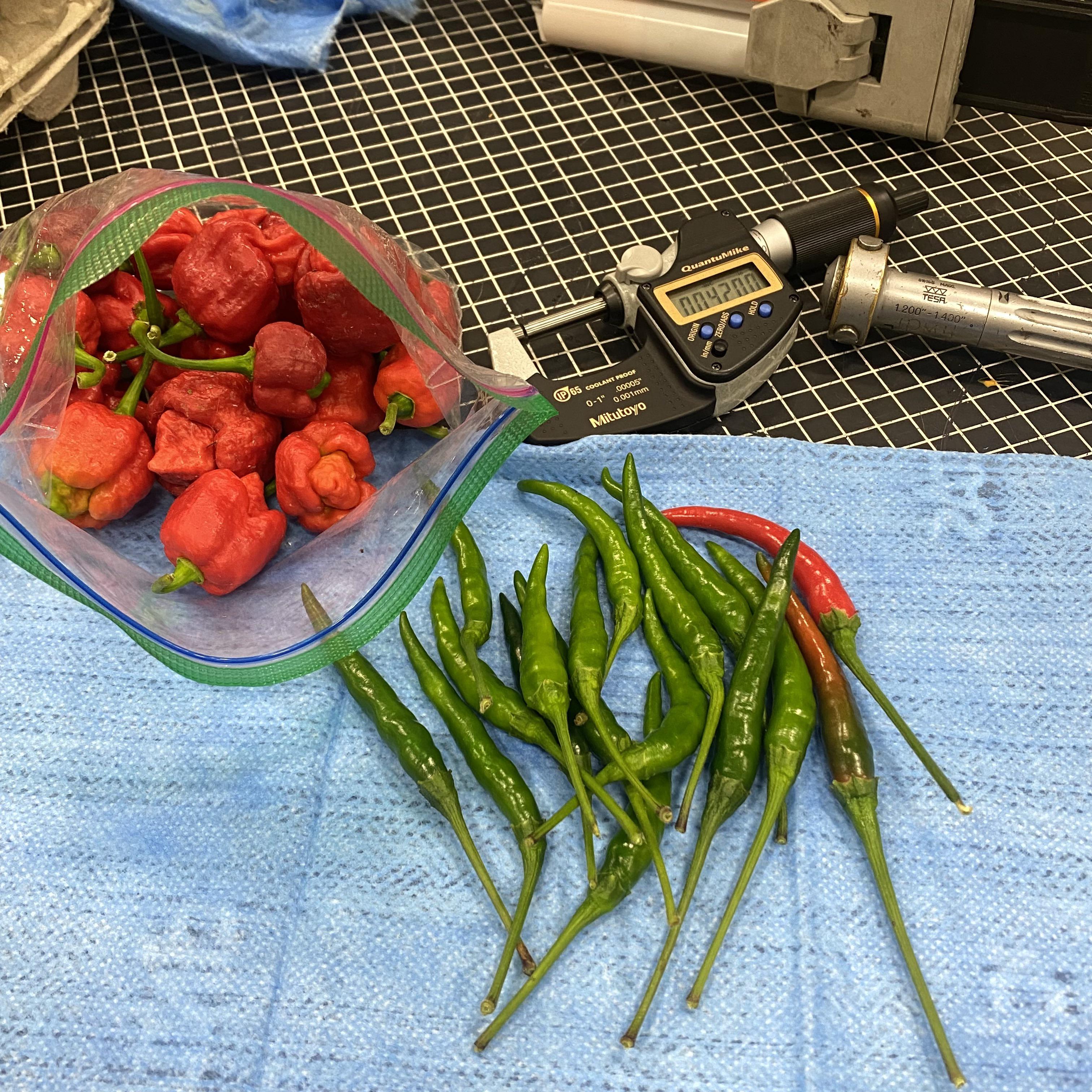 Another care package from my coworker. 7 pot bubble gum and Trinidad