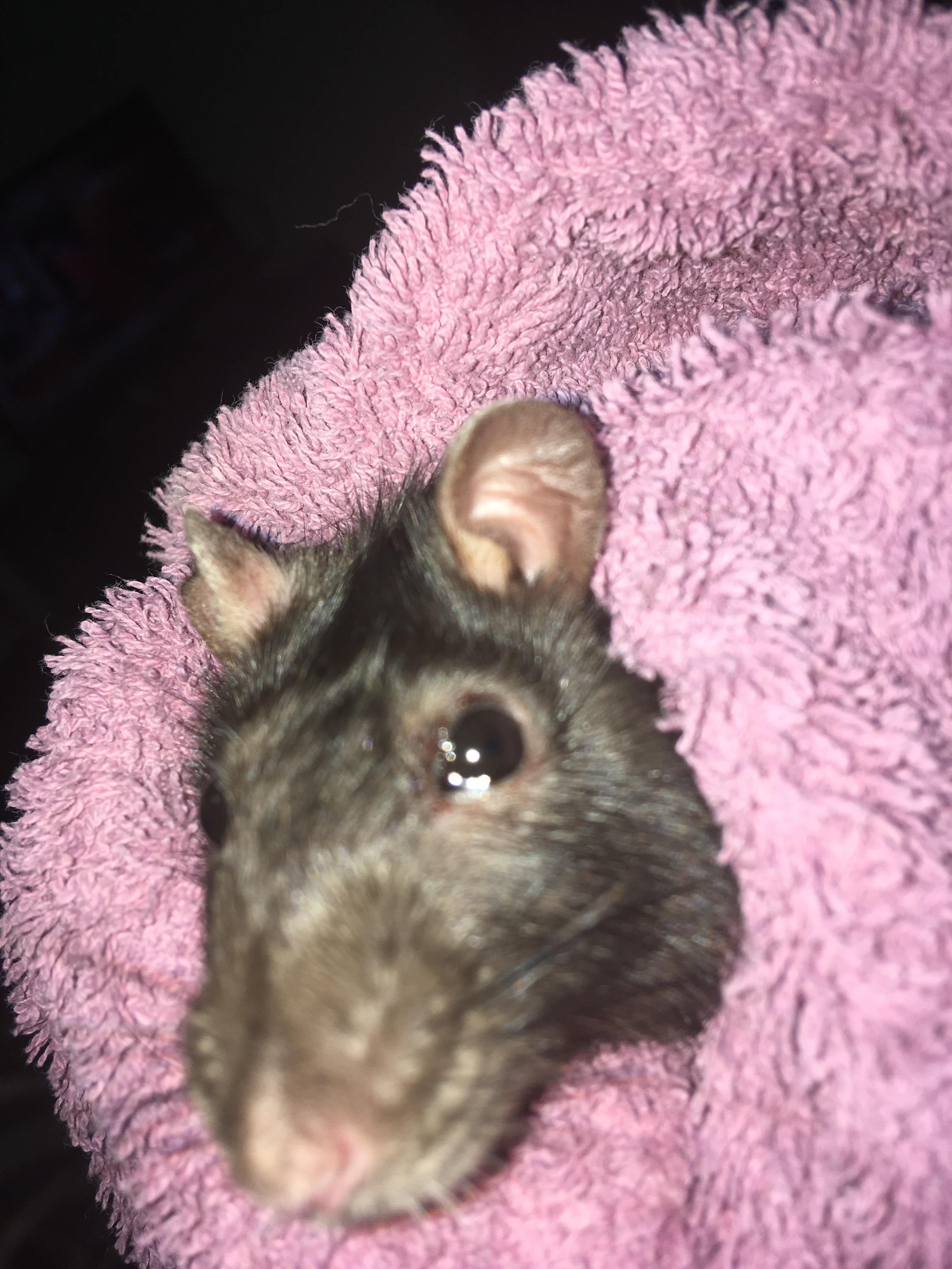 There is red discharge around my rats eye. I don’t believe it’s an