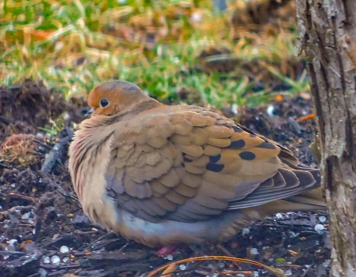 Mourning Dove takes refuge from the hail under my tree. Dayton, Ohio r/birding
